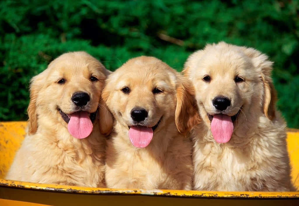 Dogs 桌布 壁紙 — 三隻快樂的金毛尋回犬幼犬，伸出粉紅色的舌頭，一起坐在黃色的小船上，背景是翠綠的草地。