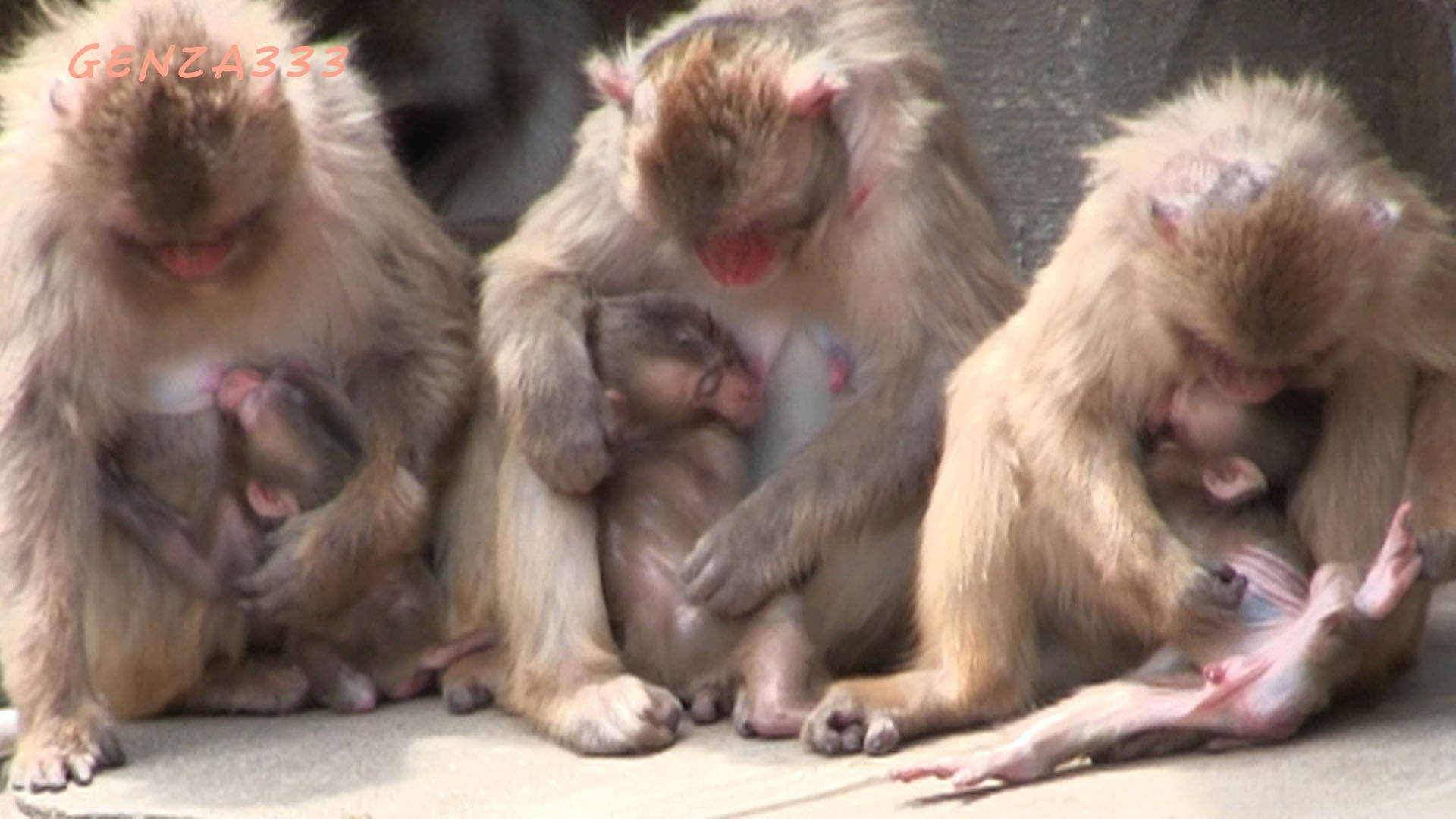 Baby Monkey 桌布 壁紙 — 三隻成年猴子溫柔地懷抱著新生嬰兒，背景是樸素的混凝土。