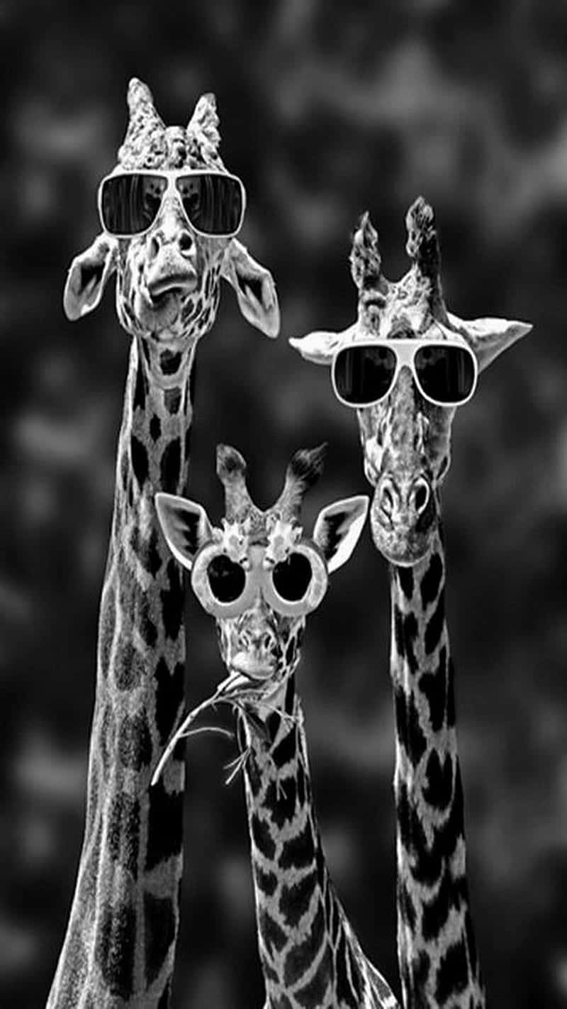 giraffes 桌布 壁紙 — 三隻戴著太陽眼鏡的長頸鹿在模糊的自然背景下以引人注目的黑白風格頑皮地擺姿勢。