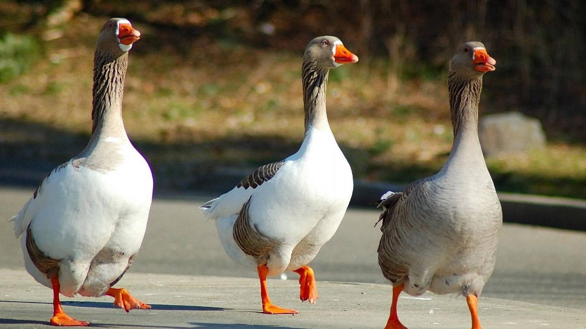 動物 桌布 壁紙 — 三隻擁有橙色喙和腳的鵝自信地走過一條陽光普照的鋪砌小徑。