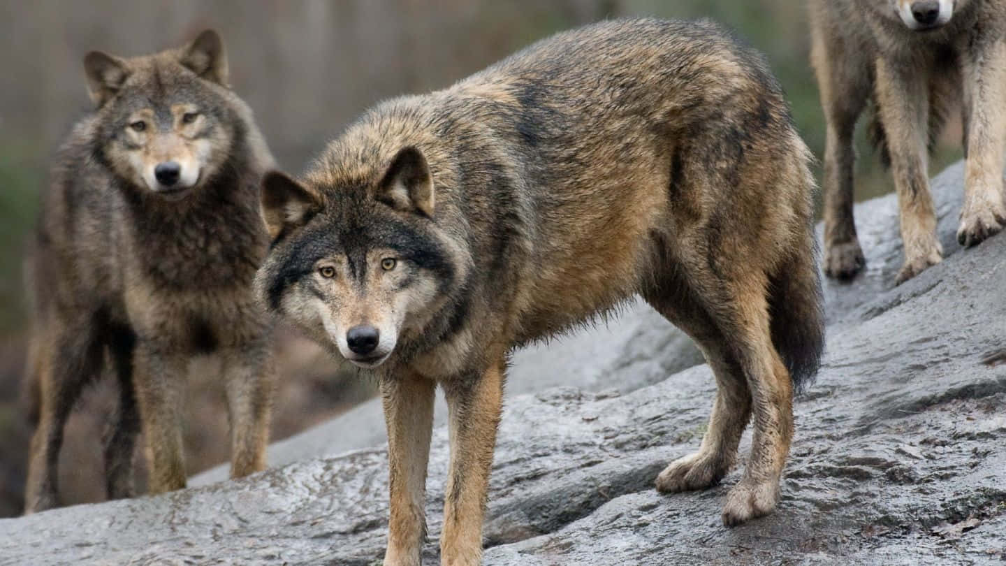 Hunting Wolves 桌布 壁紙 — 三隻擁有濃密棕色和灰色毛髮的狼在霧氣瀰漫的森林中警覺地站在岩石露頭上。