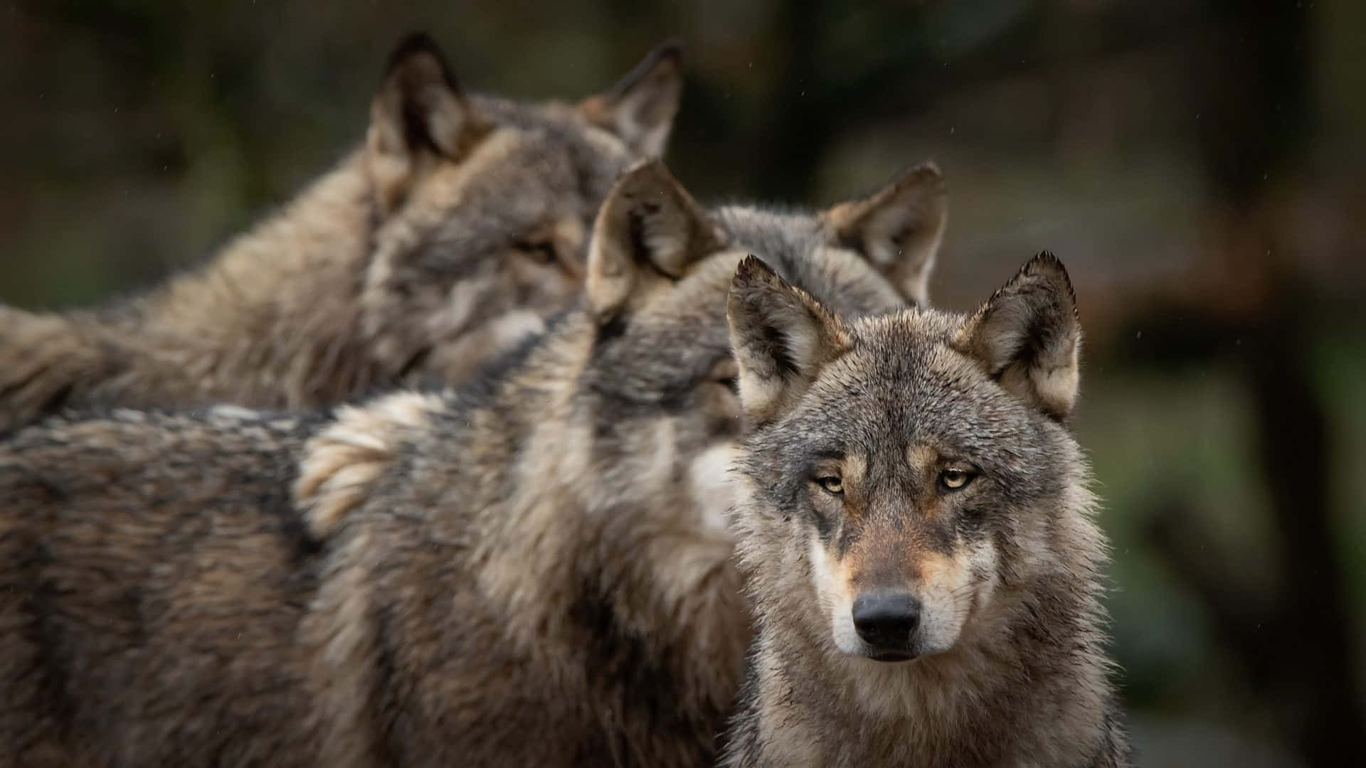 Cute Wolves 桌布 壁紙 — 三隻擁有濃密灰色毛髮的狼在模糊的森林中警覺地站立，牠們銳利的眼睛直視前方。