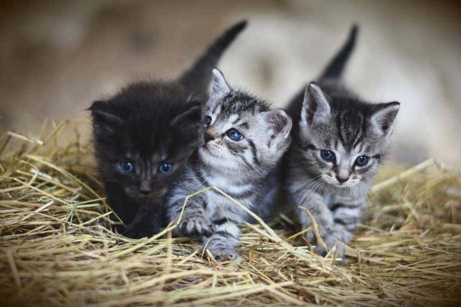 Maine Coon Kittens 桌布 壁紙 — 三隻擁有迷人藍眼睛的可愛小貓咪，一起躺在金色稻草床上休息，好奇地向前凝視。