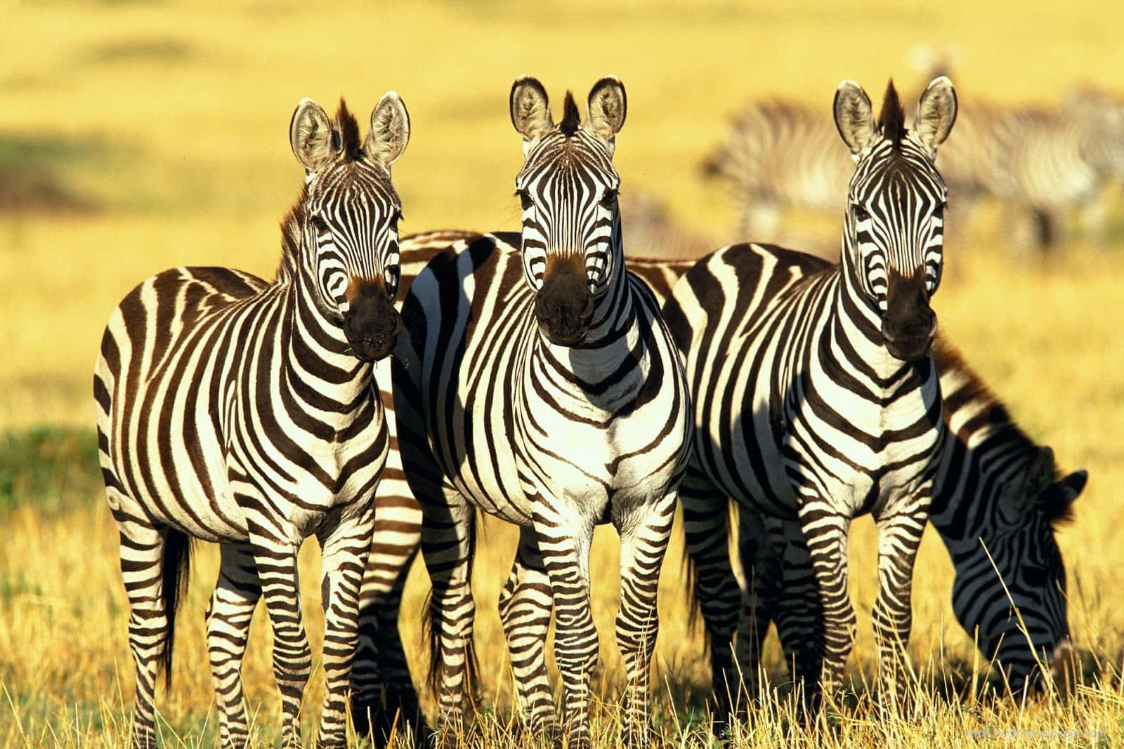 Zebra 桌布 壁紙 — 三隻斑馬在溫暖陽光下的金色草叢中警覺地站立，背景中有更多斑馬模糊不清。