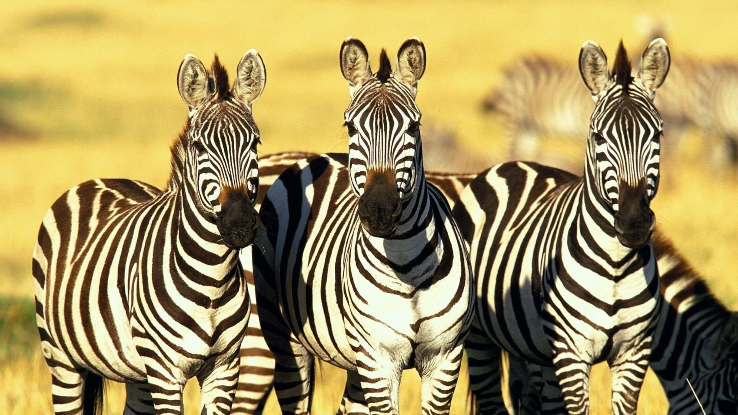 Zebra 桌布 壁紙 — 三隻斑馬在溫暖陽光下的金色草叢中警覺地站立，背後有模糊的群體。