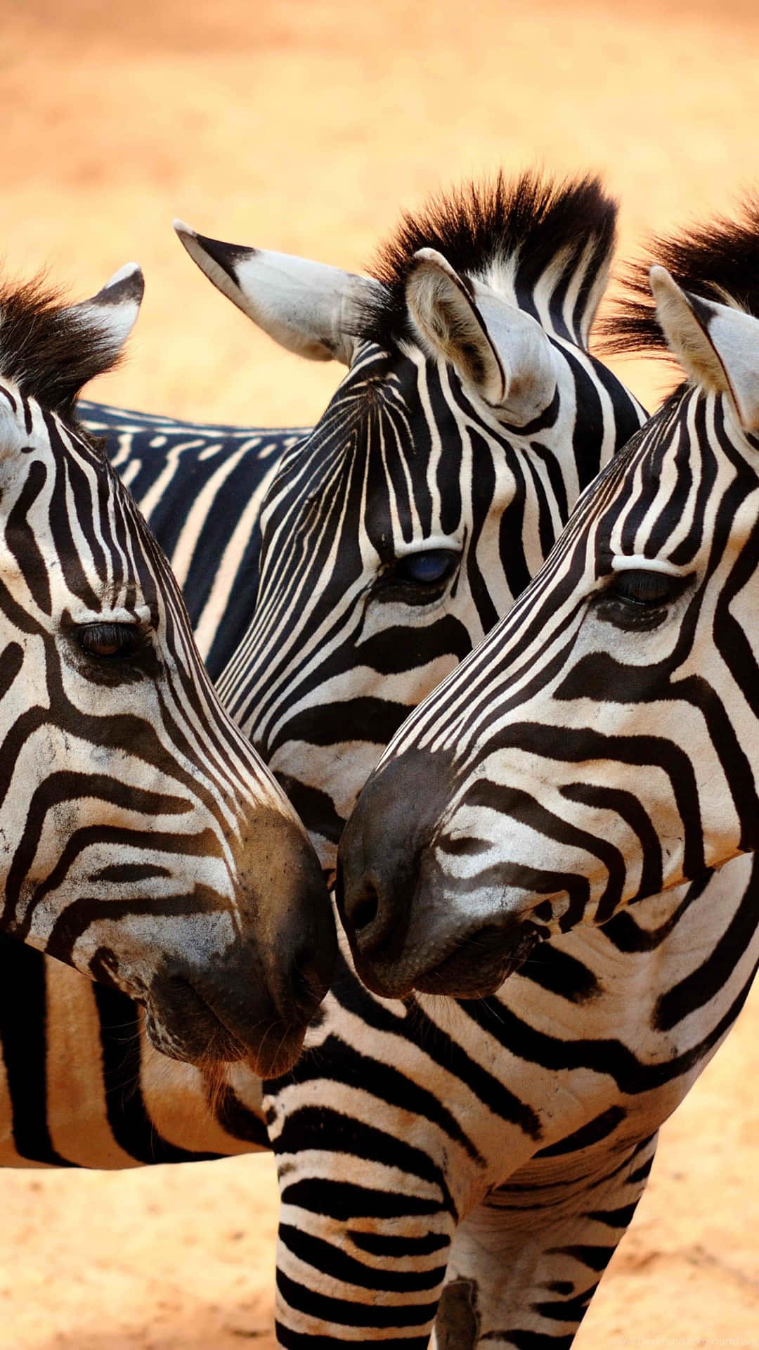 Zebra 桌布 壁紙 — 三隻斑馬帶有鮮明的黑白條紋，在溫暖陽光下緊密地站在金色稀樹草原土壤上。