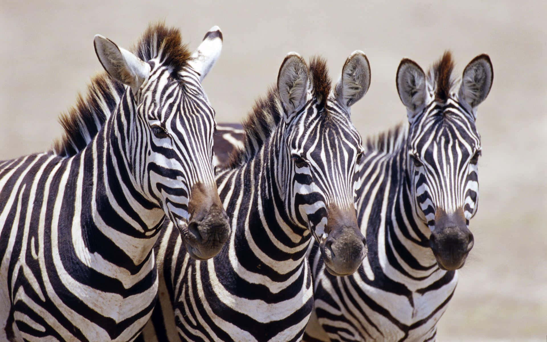 Zebra 桌布 壁紙 — 三隻斑馬帶有鮮明的黑白條紋，緊密地站在一起，在陽光明媚的稀樹草原上直視鏡頭。