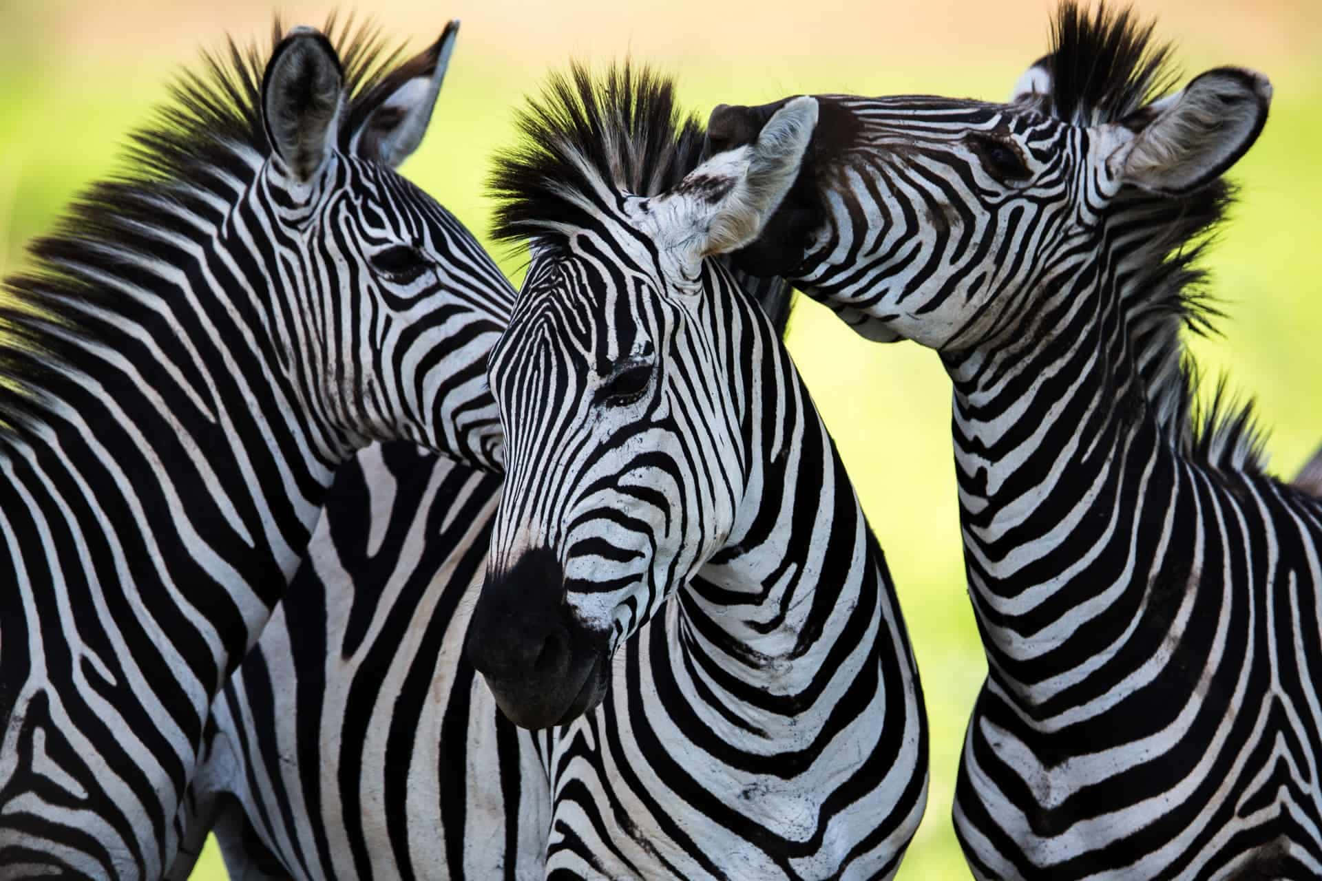 Zebra 桌布 壁紙 — 三隻斑馬帶有鮮明的黑白條紋，緊密地站在一起，背景是柔和的綠色和黃色模糊效果。