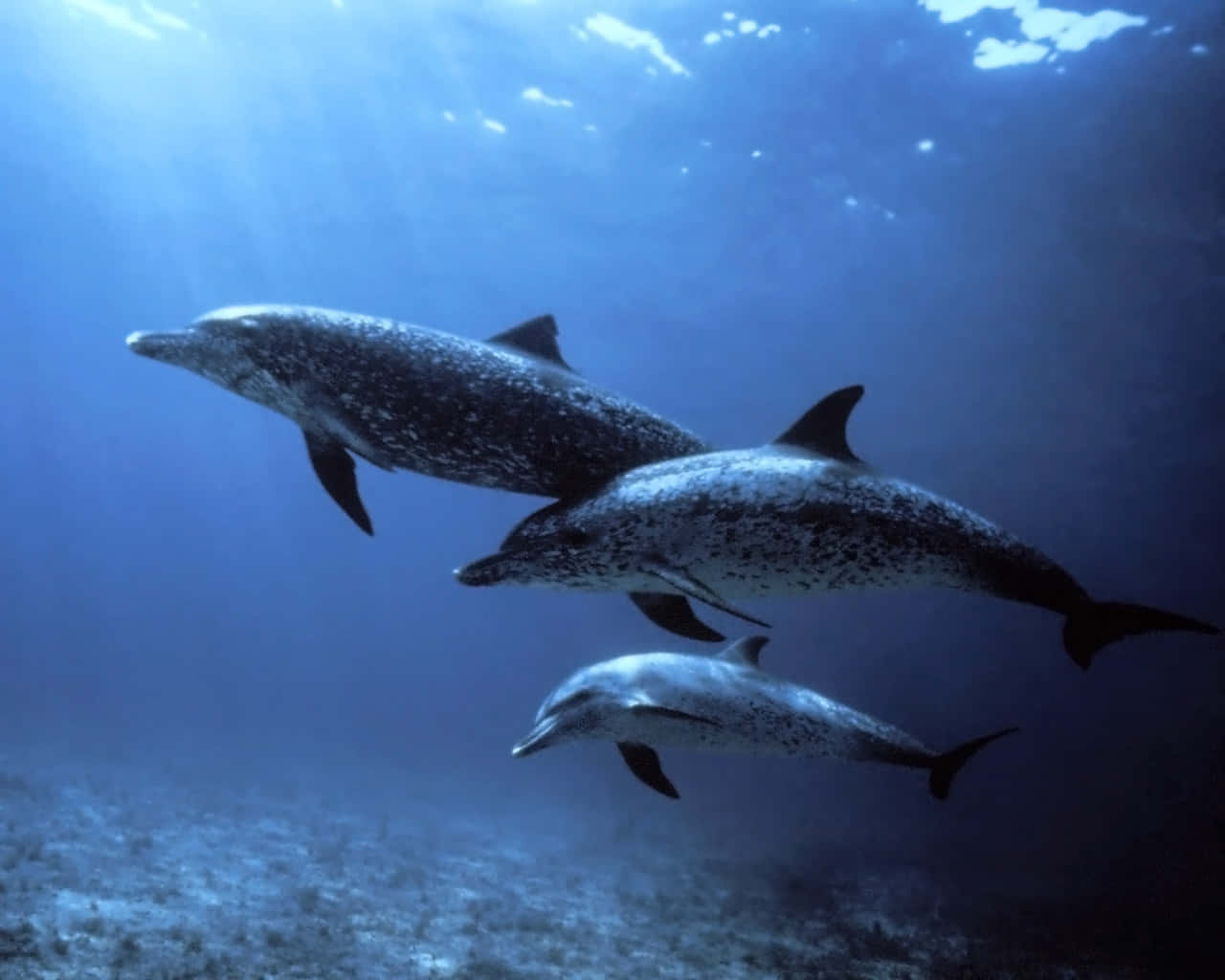 dolphins 桌布 壁紙 — 三隻斑點海豚在陽光照耀的藍色海洋水域中優雅地滑行，上方是沙質海床。