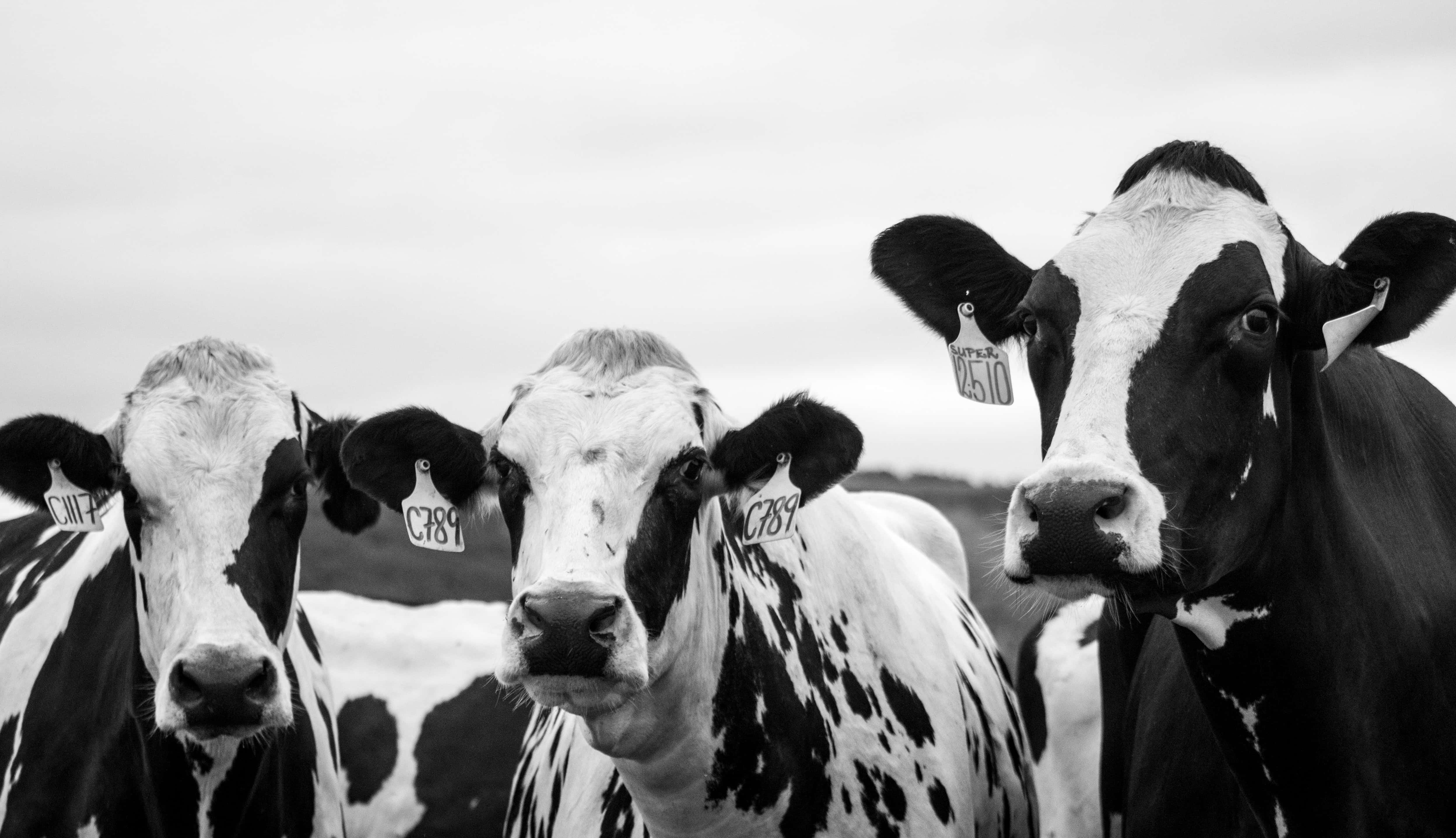 Black And White Cow 桌布 壁紙 — 三隻有耳標的黑白牛在單色田野鏡頭中直視相機。
