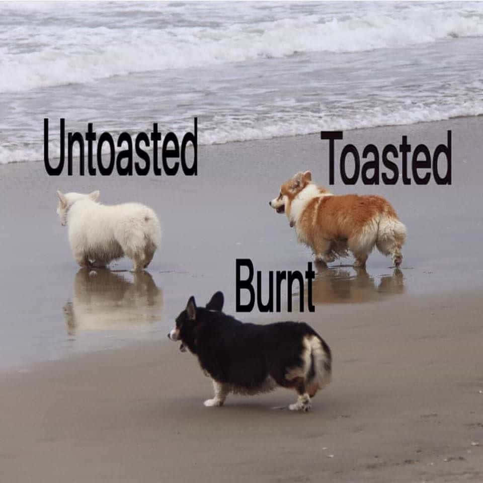 柯基 桌布 壁紙 — 三隻柯基犬在沙灘上，背後有海浪，標籤為untoasted toasted and burnt。