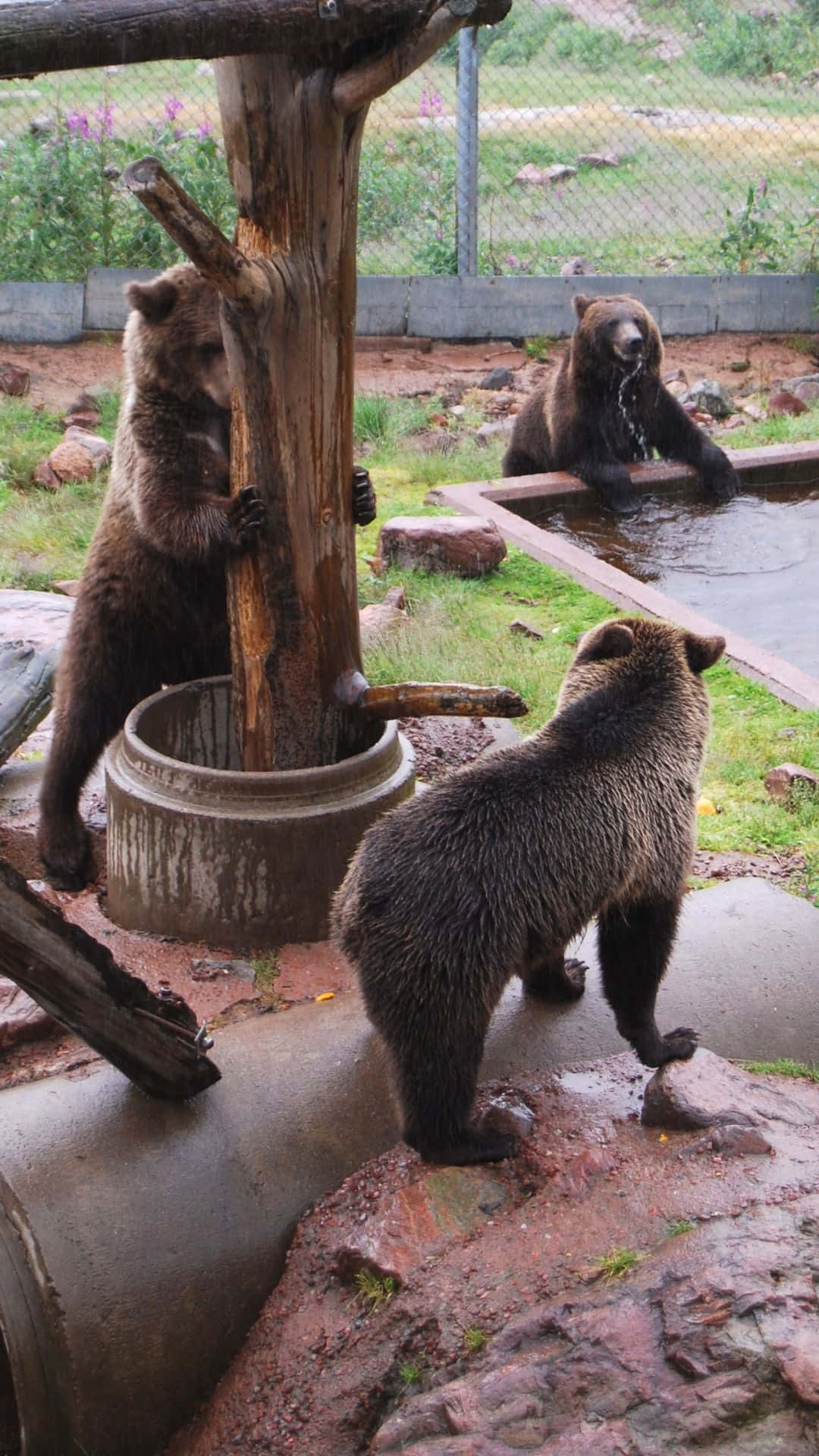 熊 桌布 壁紙 — 三隻棕熊在動物園圍欄內互動，一隻在水中玩耍，另一隻爬上樹樁，第三隻在附近觀看。