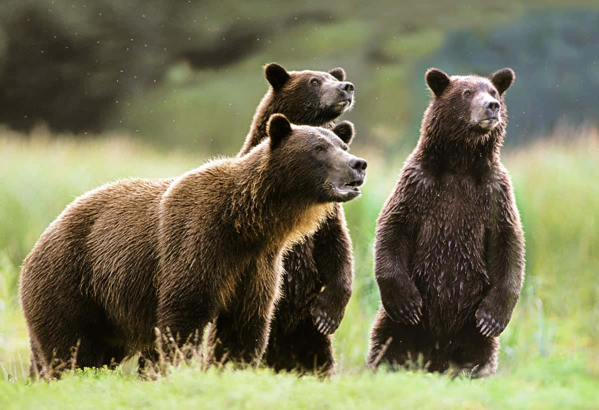 grizzly bear 桌布 壁紙 — 三隻棕熊在陽光照耀的草地上警覺地站立，背景是霧氣瀰漫的森林。