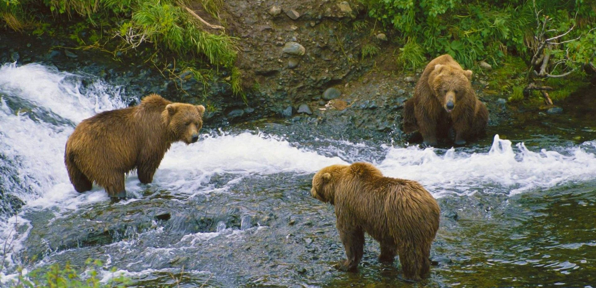 animals 桌布 壁紙 — 三隻棕熊站在湍急的河流中，周圍是長滿苔蘚的綠色河岸和岩石。