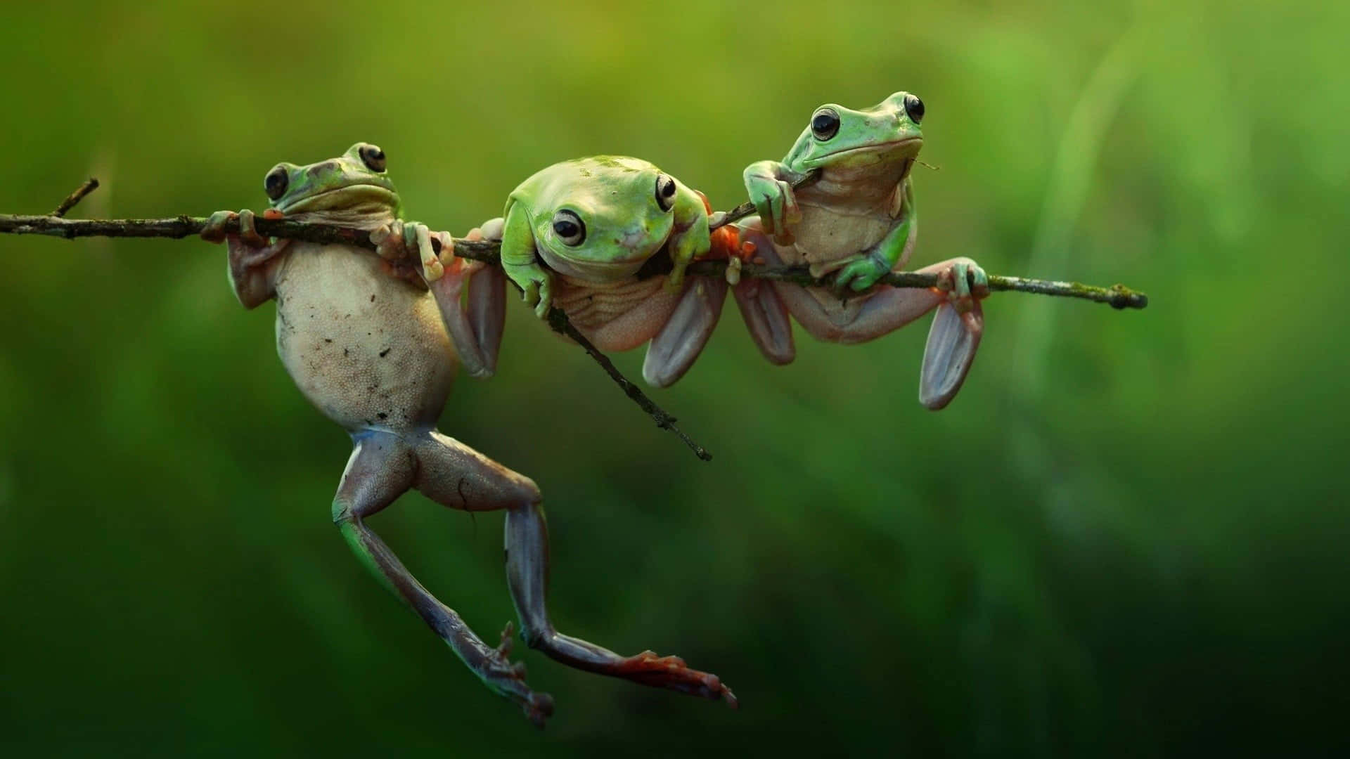 Frog 桌布 壁紙 — 三隻樹蛙在一根細樹枝上緊緊依偎在一起，背景是柔和的綠色模糊效果。