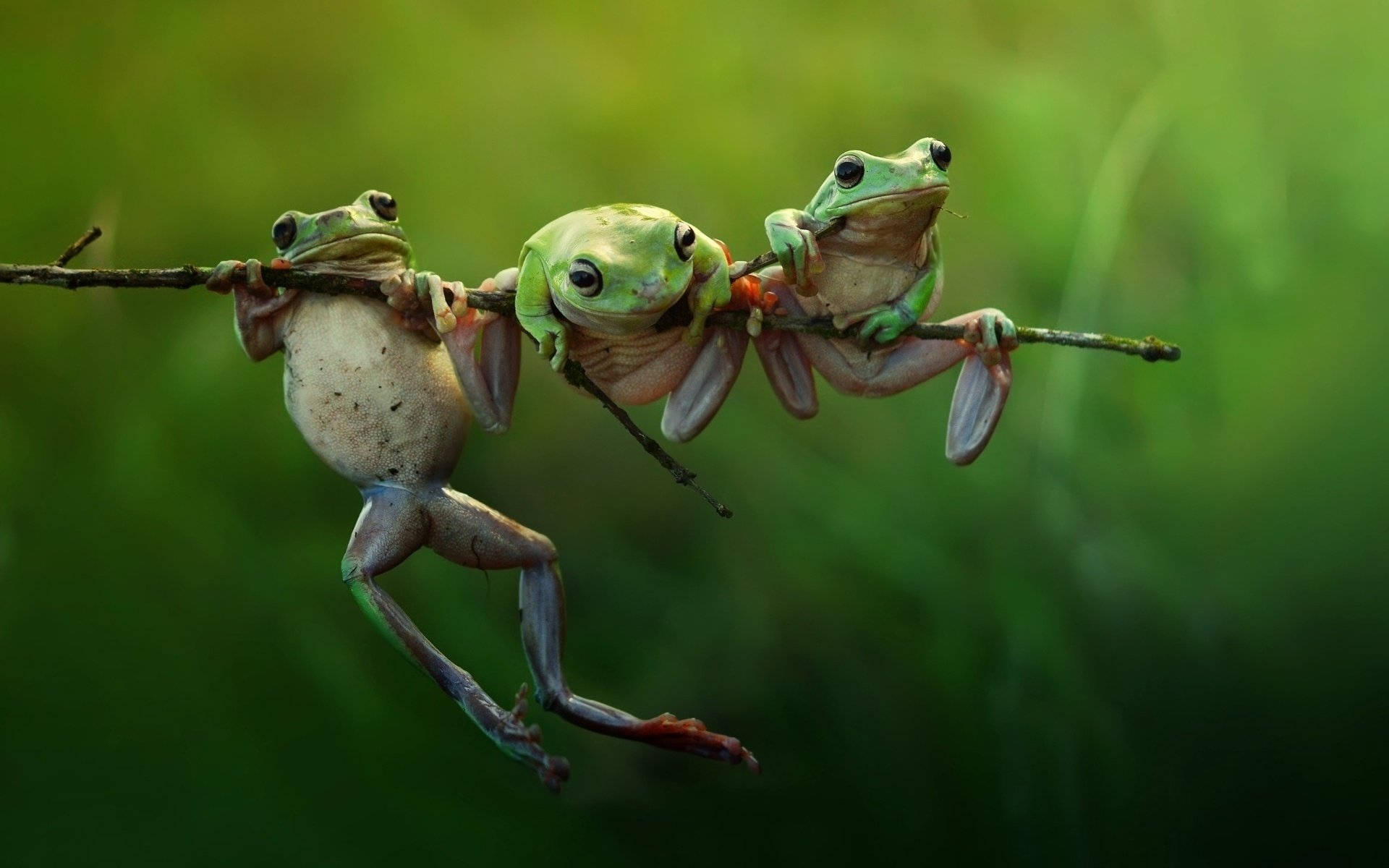 3 Best Friends 桌布 壁紙 — 三隻樹蛙緊抓著一根樹枝，背景是柔和的綠色模糊效果。
