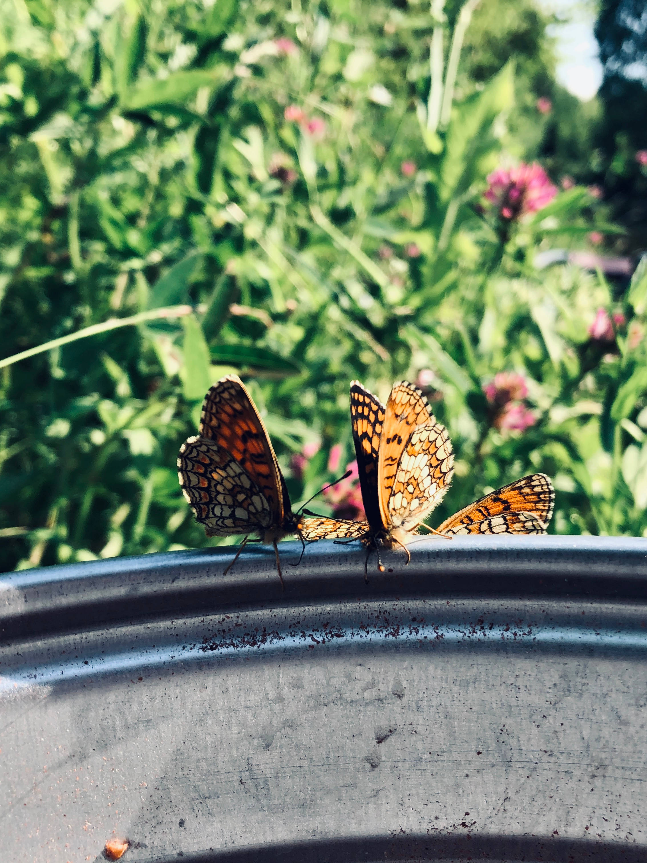 Butterflies 桌布 壁紙 — 三隻橙色和黑色的蝴蝶棲息在一個風化的金屬邊緣上，背景是陽光明媚的綠色花園。