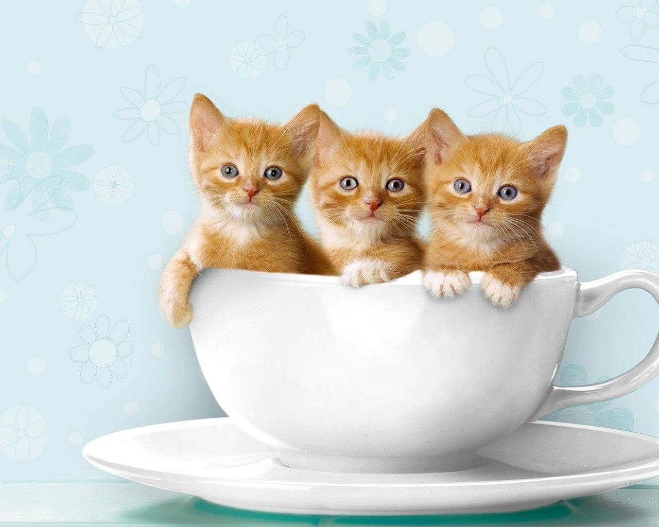 Cute Cat Love 桌布 壁紙 — 三隻橙色虎斑小貓從白色茶杯邊緣探出頭來，背景是柔和的藍色花卉圖案。