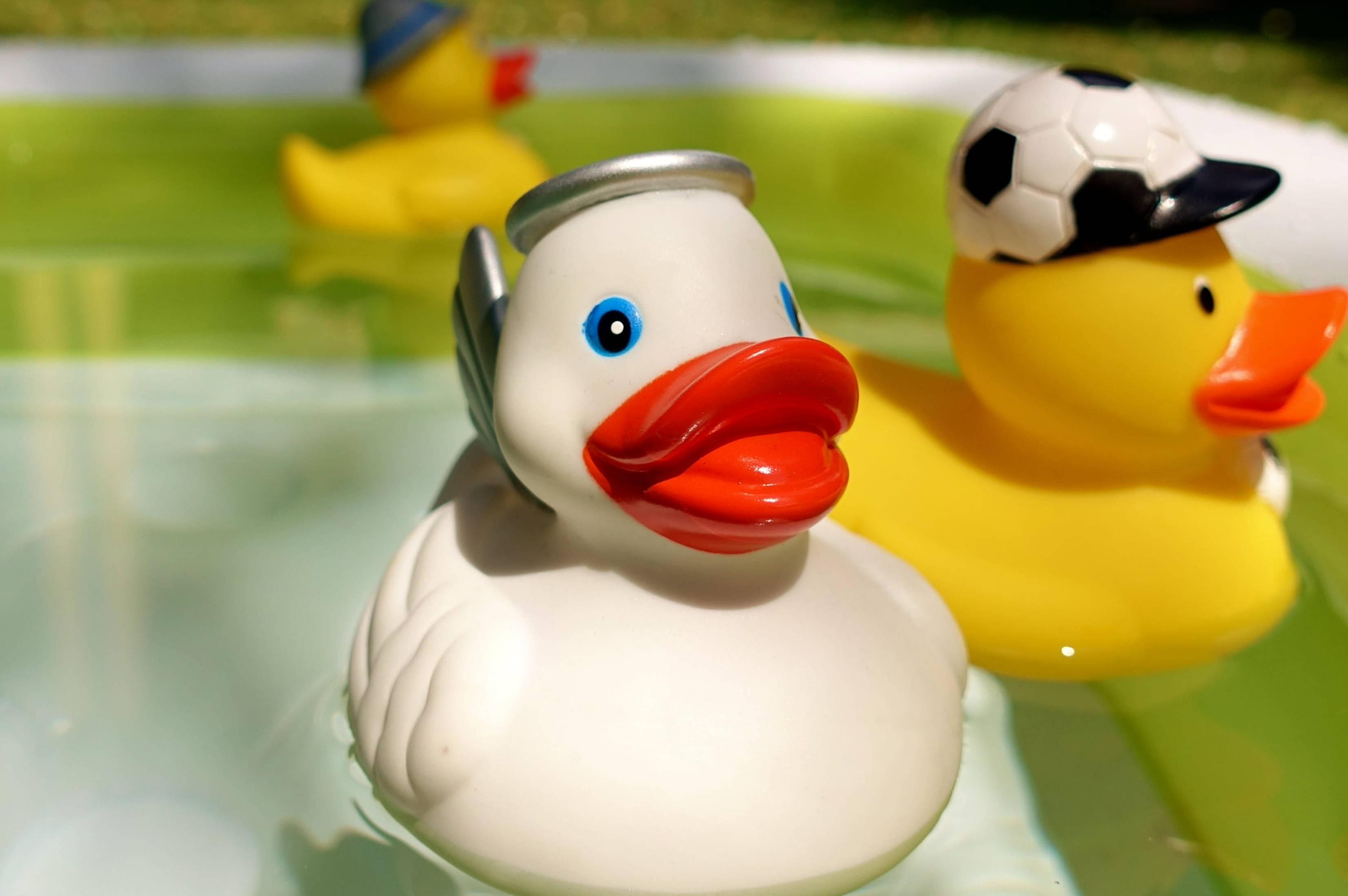 White Duck 桌布 壁紙 — 三隻橡膠鴨漂浮在兒童泳池中，一隻戴著足球帽，另一隻戴著啤酒罐蓋，第三隻戴著藍色帽子。