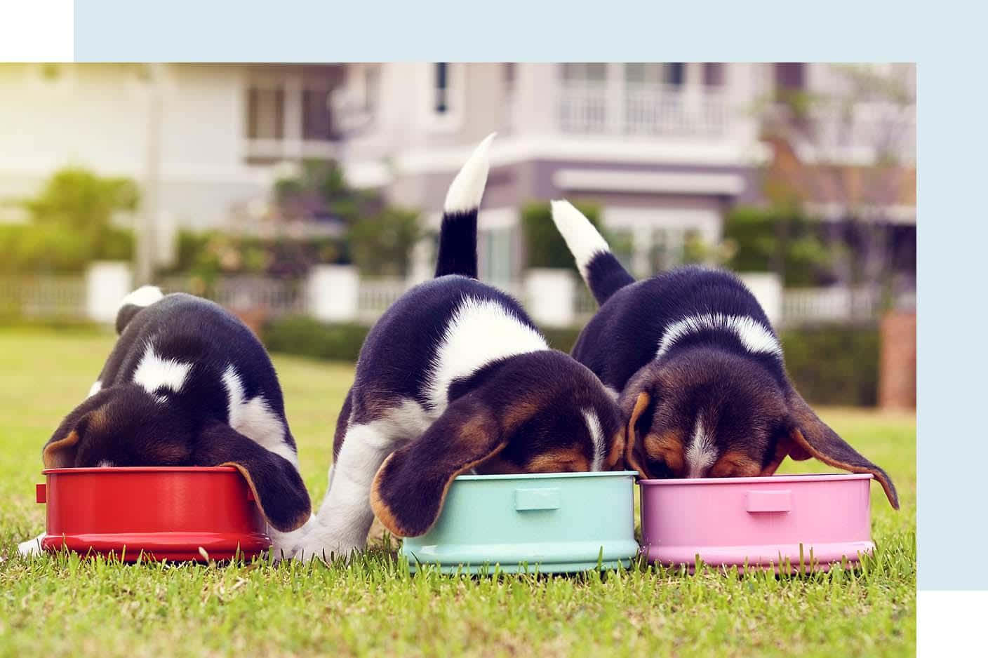 Puppies 桌布 壁紙 — 三隻比格犬幼犬在陽光明媚的草坪上從彩色碗中急切地進食，身後有一座柔焦的房子。