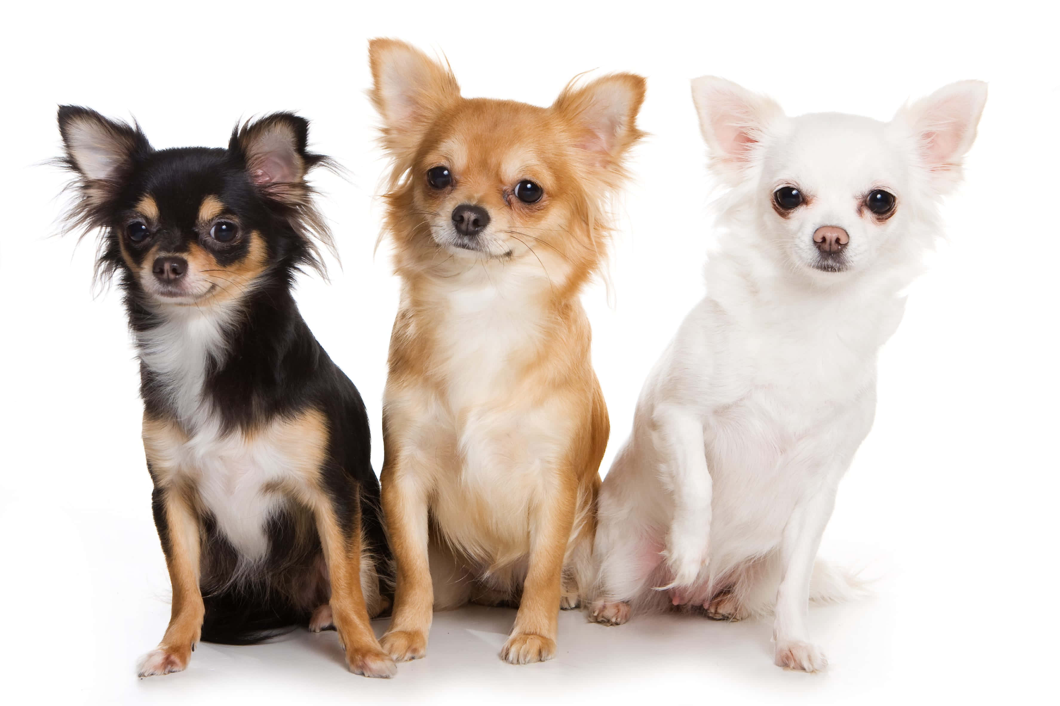 Chihuahua 桌布 壁紙 — 三隻毛色不同的可愛吉娃娃並排坐在潔白的背景前。