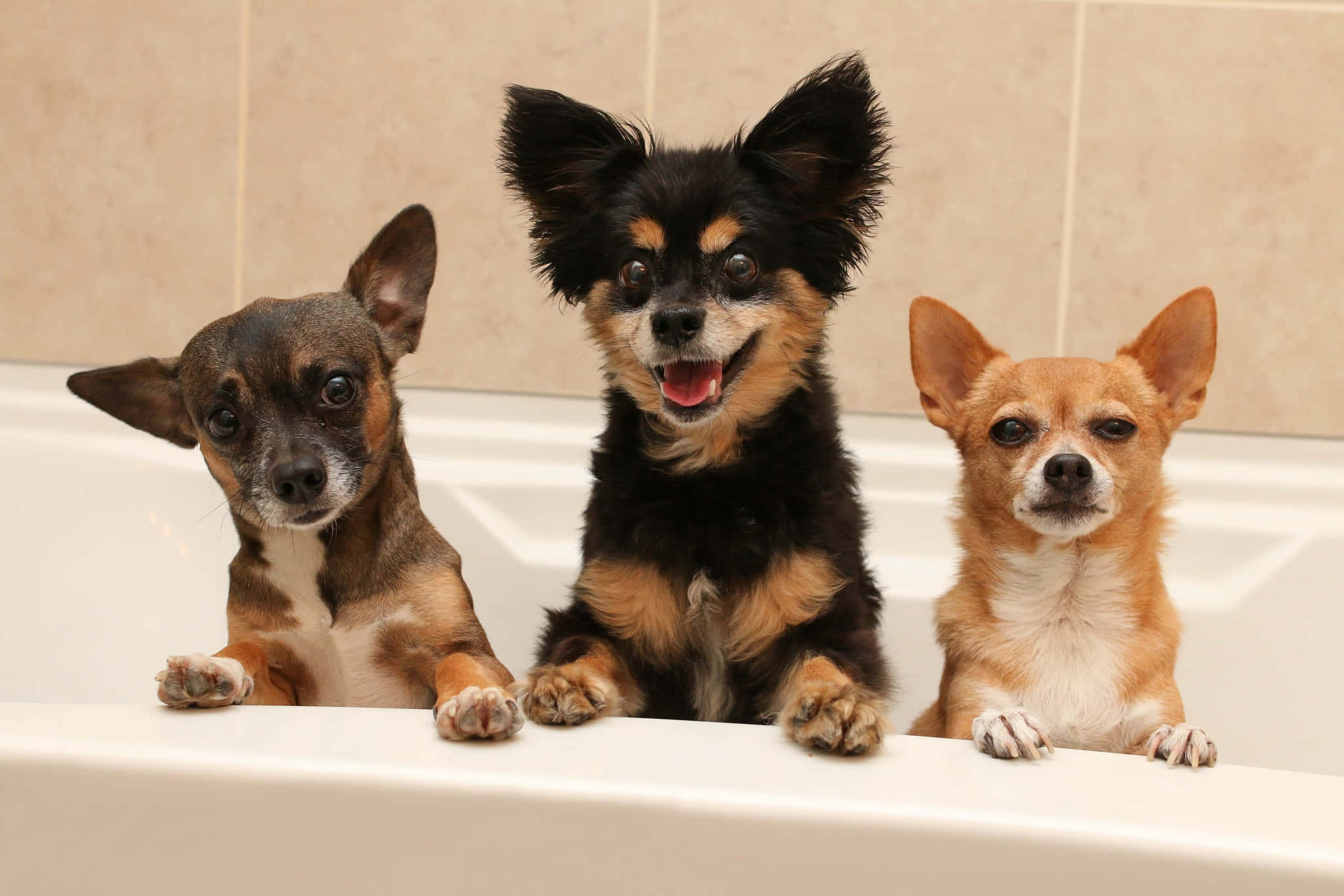 Chihuahua 桌布 壁紙 — 三隻毛色不同的吉娃娃一起坐在白色浴缸中看著鏡頭。