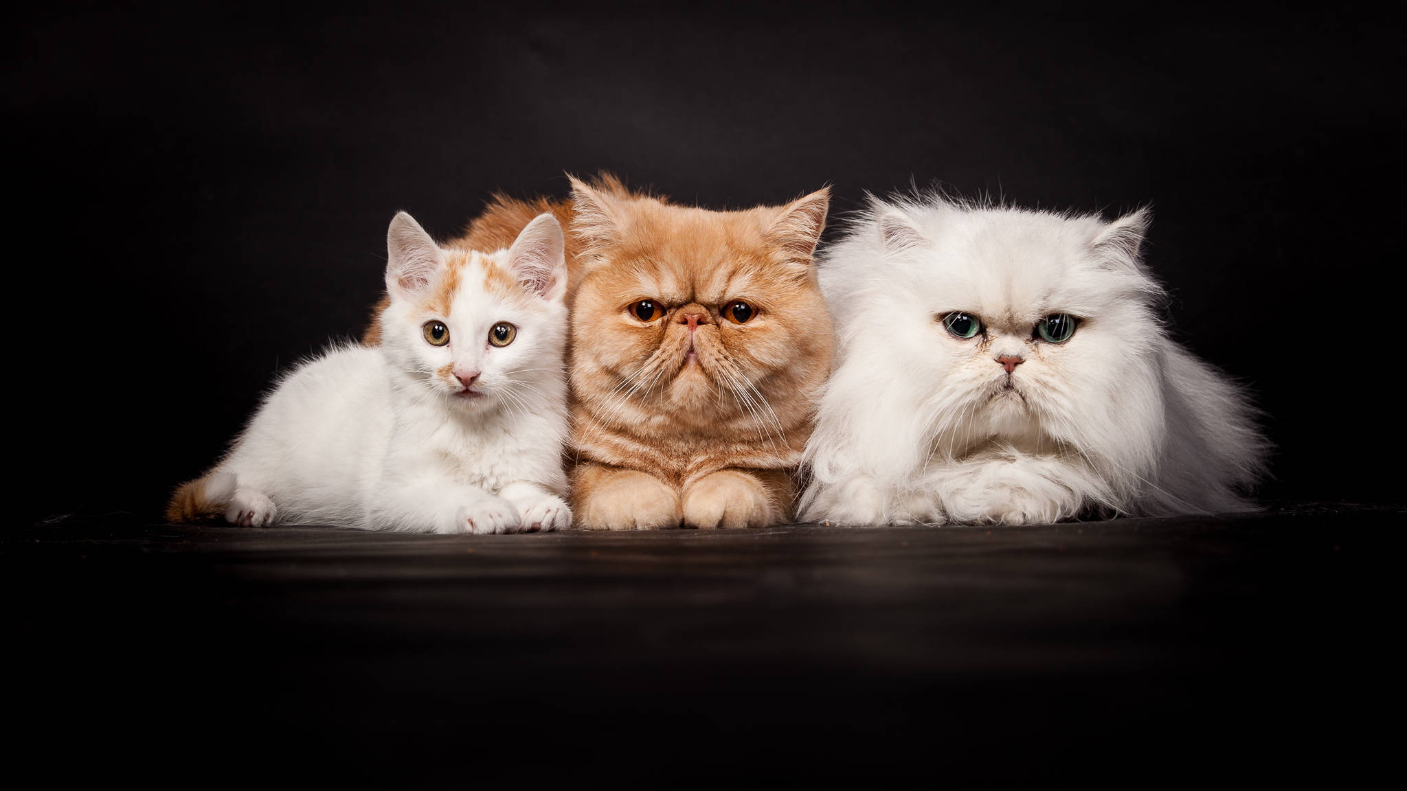 Cute Cat 桌布 壁紙 — 三隻毛色和表情各異的蓬鬆波斯貓，在純黑背景前並排而坐。