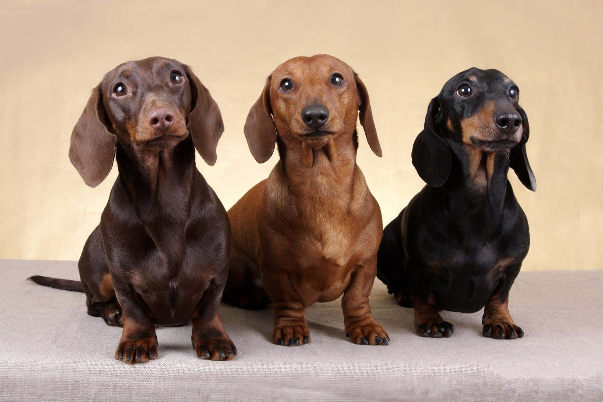dachshund 桌布 壁紙 — 三隻毛色為巧克力紅和黑色的臘腸犬警覺地坐在有紋理的表面上，背景是溫暖的米色。