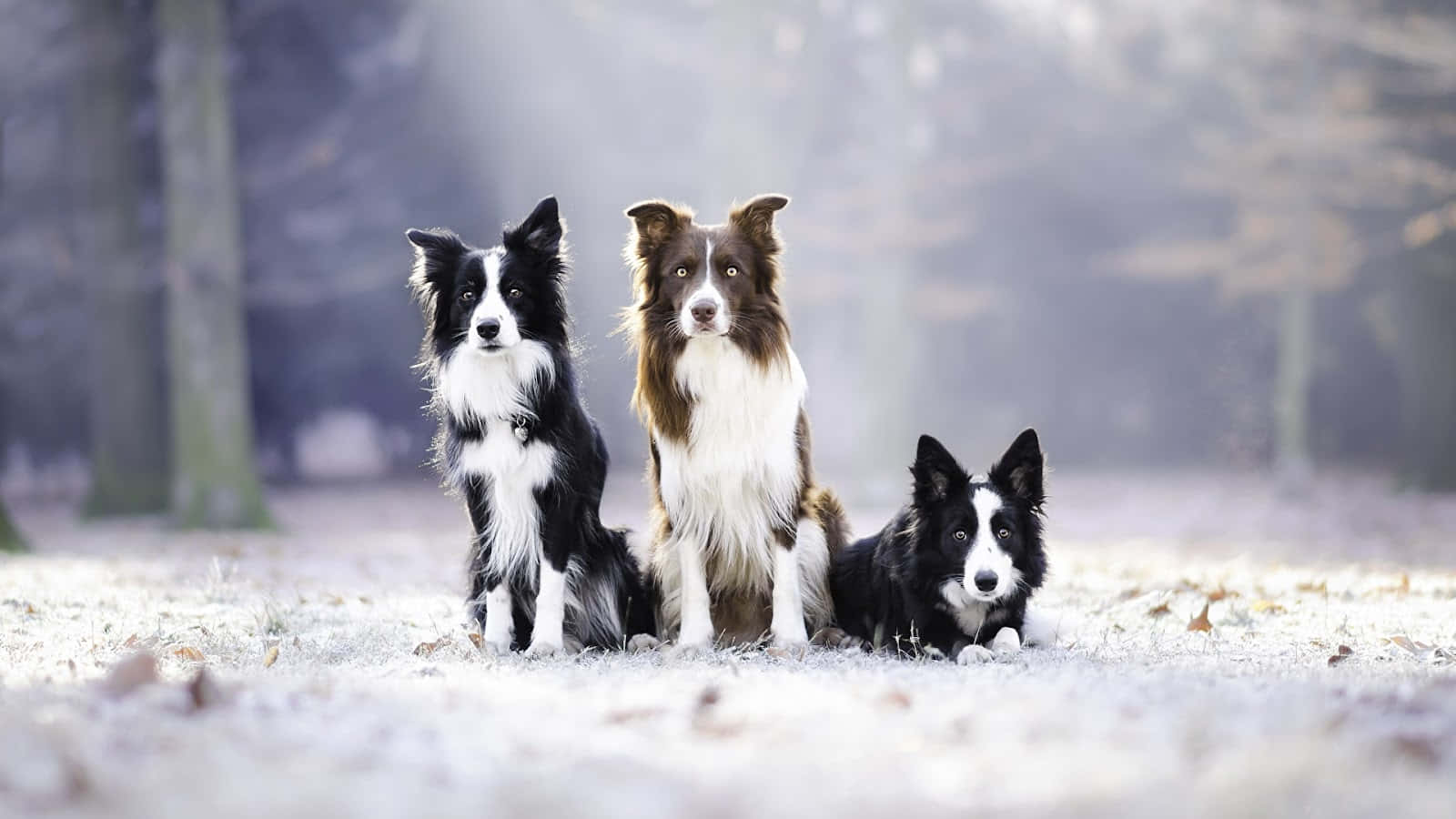 border collie 桌布 壁紙 — 三隻毛色為黑、白、棕色的邊境牧羊犬，在霧氣瀰漫的森林中，專注地坐在結霜的地面上。