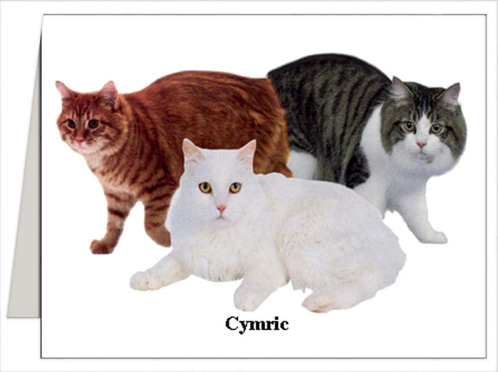 Cymric 桌布 壁紙 — 三隻毛茸茸的Cymric貓，有虎斑和白色毛髮，在純白背景前擺姿勢。