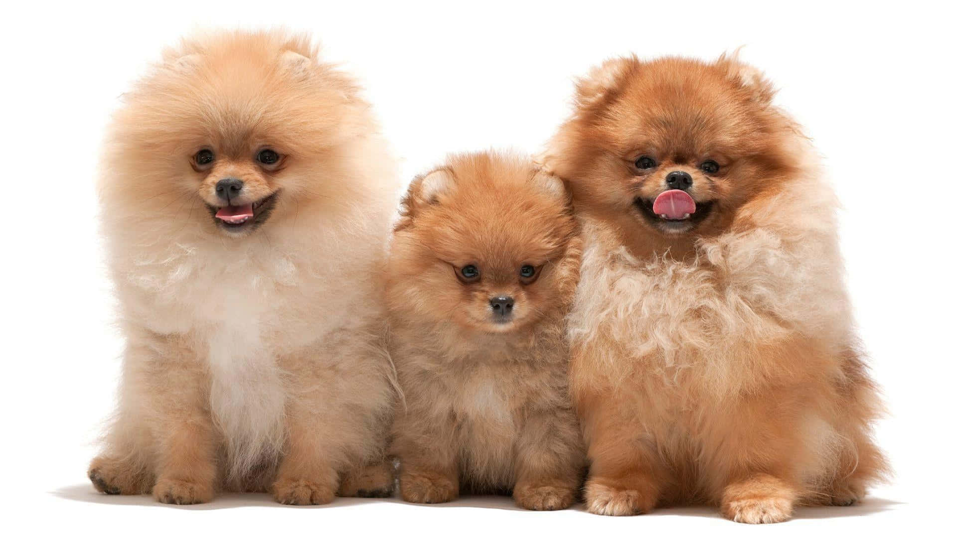 Pomeranian 桌布 壁紙 — 三隻毛茸茸的博美犬，毛色為奶油色和紅褐色，一起坐在純白背景前，伸出舌頭，表情歡快。