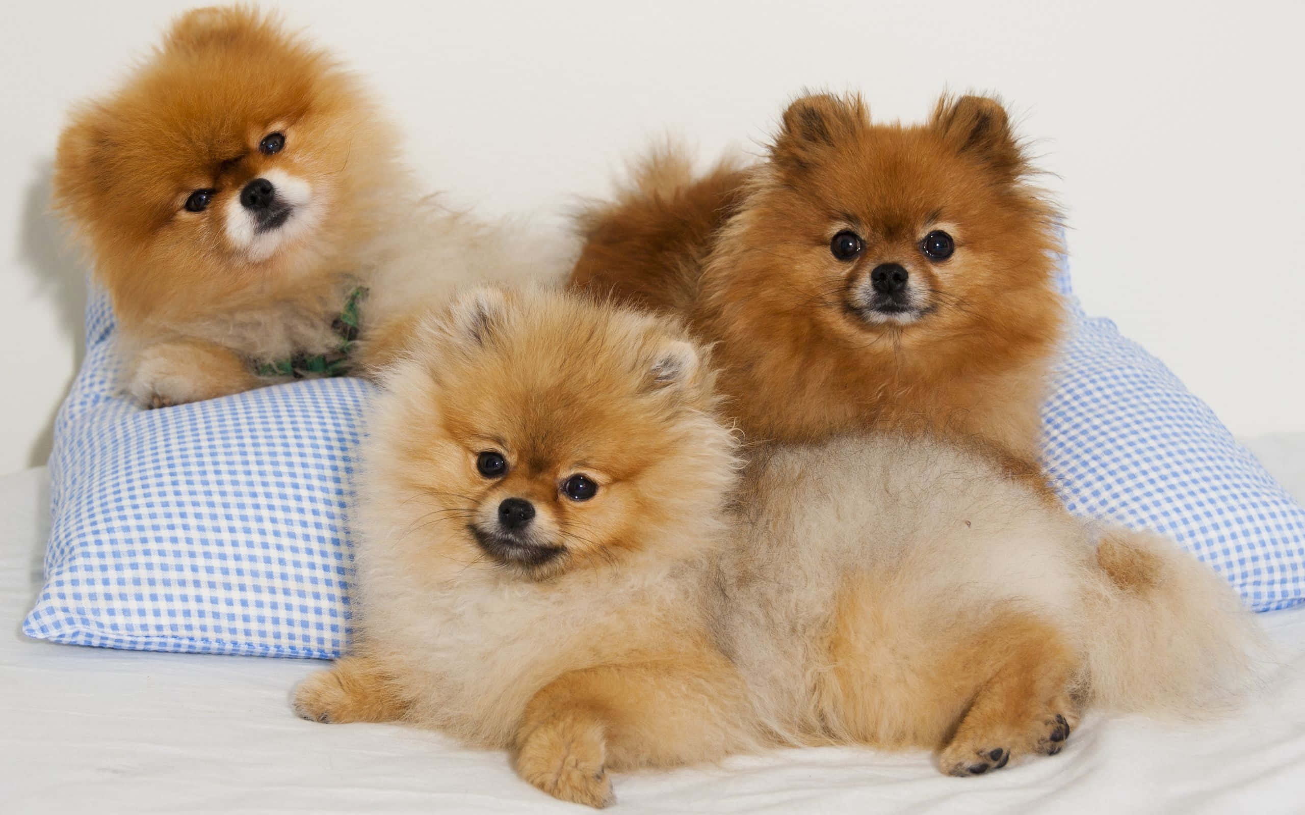 寵物動圖 桌布 壁紙 — 三隻毛茸茸的博美犬，眼睛明亮，舒適地躺在藍色格子枕頭上，背景是純白色。