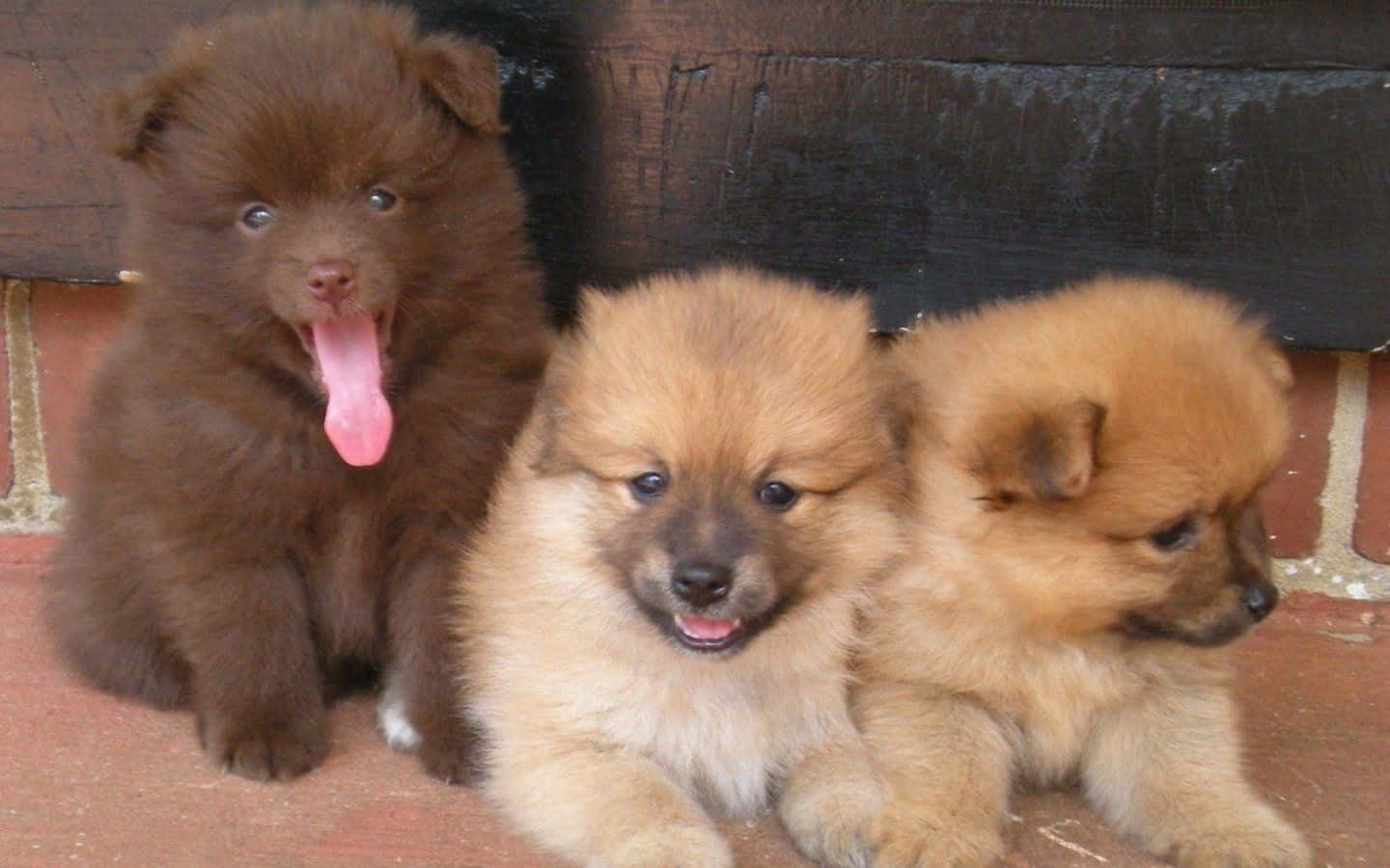 Dog Breed 桌布 壁紙 — 三隻毛茸茸的博美犬幼犬，毛色為棕色和黃褐色，一起坐在磚砌庭院上，一隻打哈欠，一隻微笑。