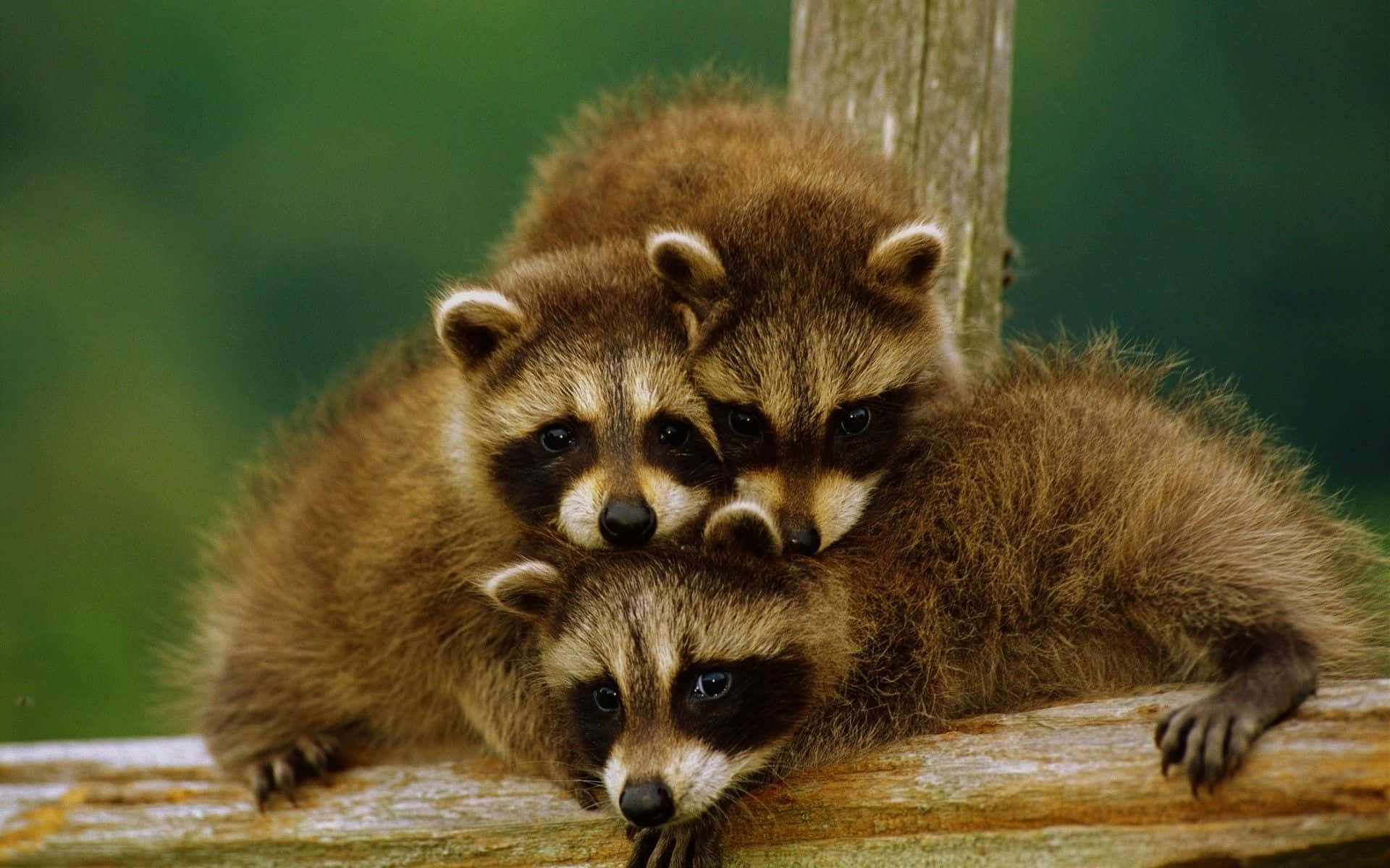 raccoon 桌布 壁紙 — 三隻毛茸茸的小浣熊在一條風化的木樑上依偎在一起，背景是柔和的綠色樹葉。
