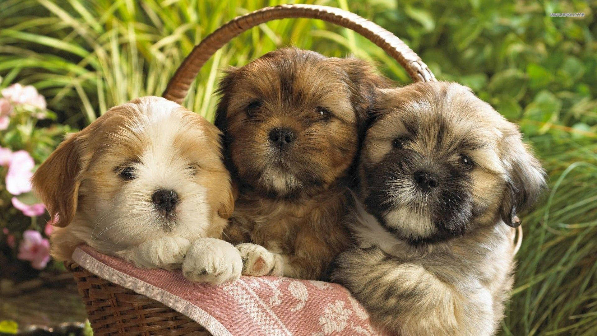 Puppy Dog 桌布 壁紙 — 三隻毛茸茸的小狗，擁有柔軟的棕色和白色毛髮，依偎在一個鋪有粉紅色圖案布的柳條籃子裡。