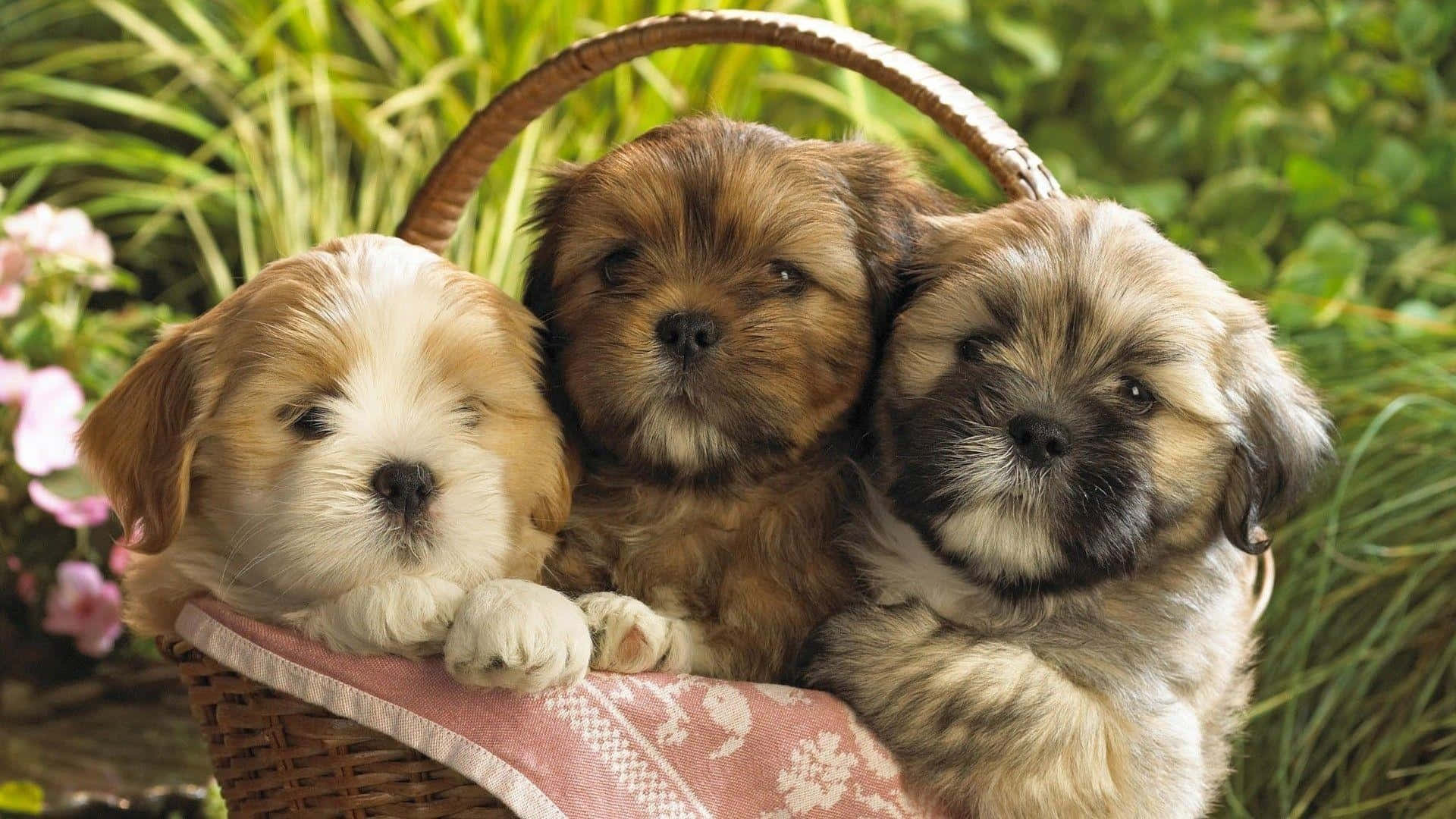 shih tzu 桌布 壁紙 — 三隻毛茸茸的小狗，毛色柔軟的棕色和白色，依偎在一個鋪有粉紅色圖案布的編織籃子裡。