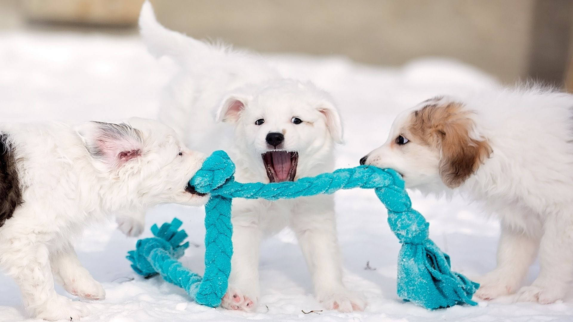 Puppies 桌布 壁紙 — 三隻毛茸茸的小狗在雪地戶外場景中頑皮地拉扯著一條亮藍色的繩索玩具。