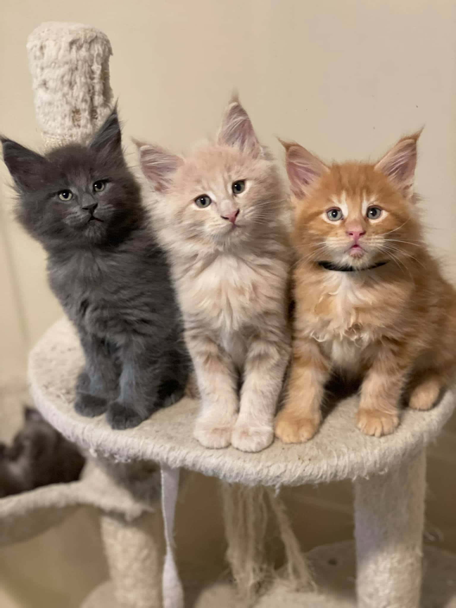 Maine Coon Kittens 桌布 壁紙 — 三隻毛茸茸的小貓，灰色、奶油色和橙色，並排坐在米色的貓樹上，好奇地看著相機。