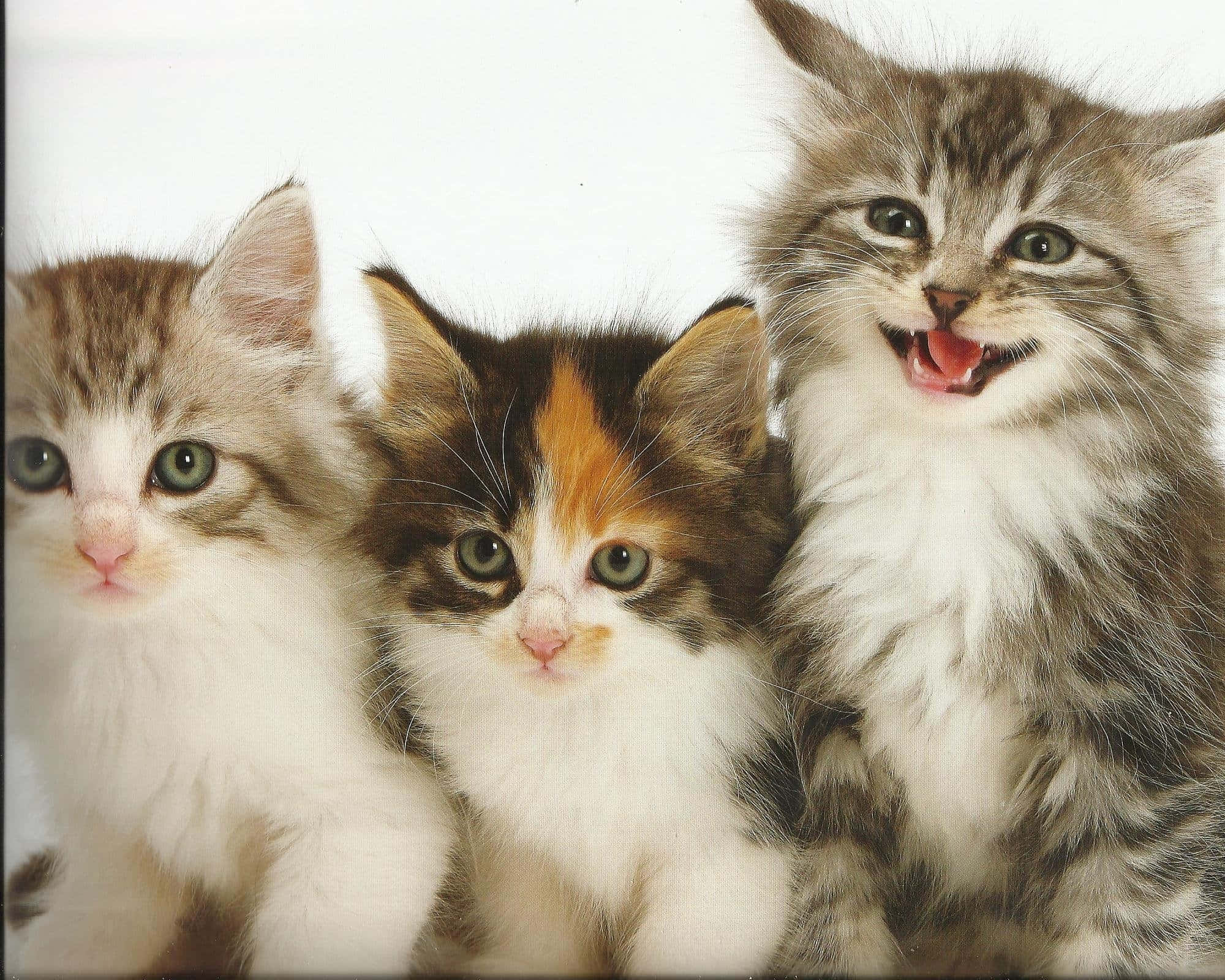 Cute Cat 桌布 壁紙 — 三隻毛茸茸的小貓咪，有著大大的綠色眼睛，向前凝視，其中一隻在明亮的白色背景前頑皮地打哈欠。