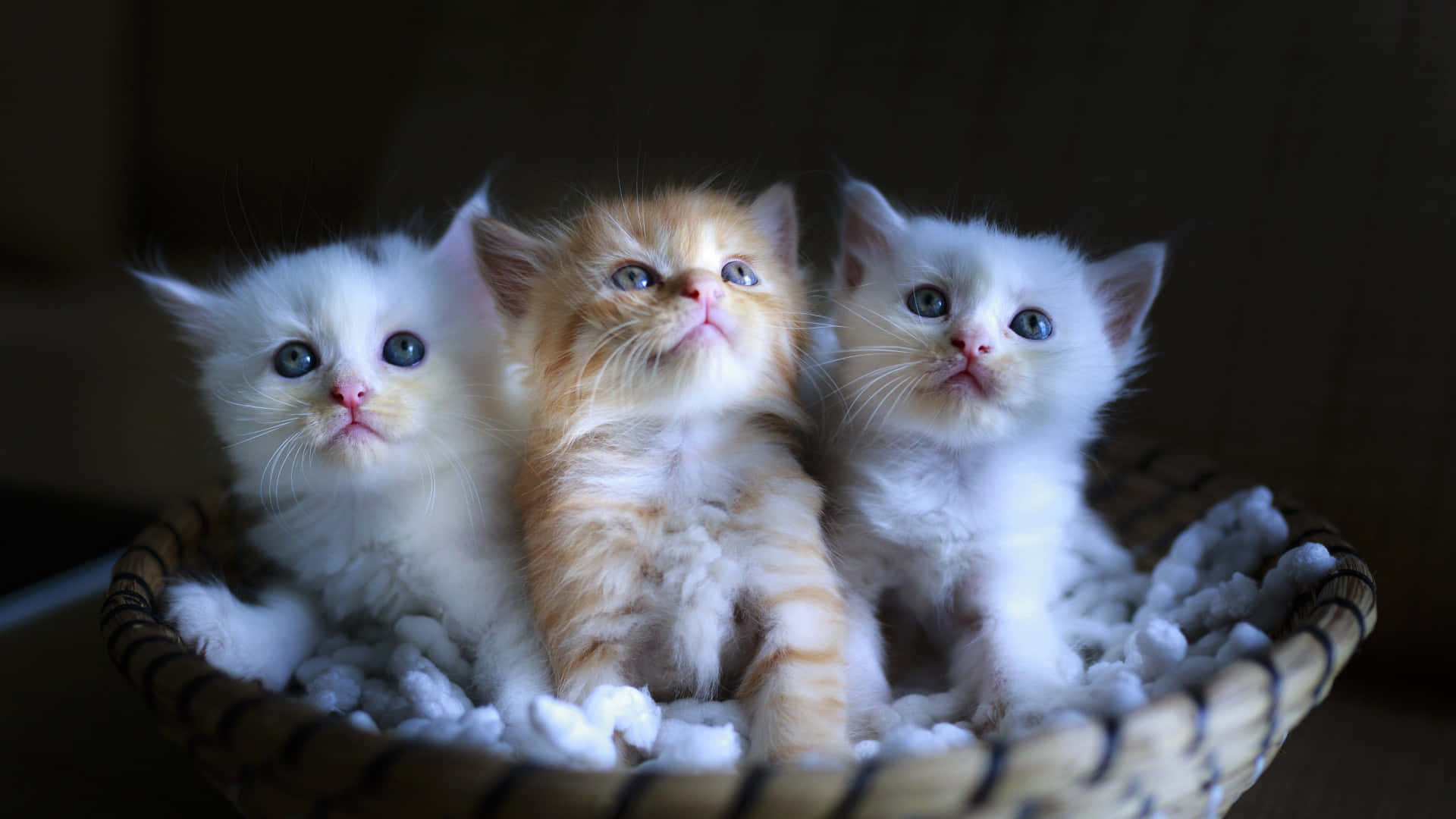 Cats 桌布 壁紙 — 三隻毛茸茸的小貓咪，有著大大的藍眼睛，一起坐在鋪滿棉絮的編織籃子裡。