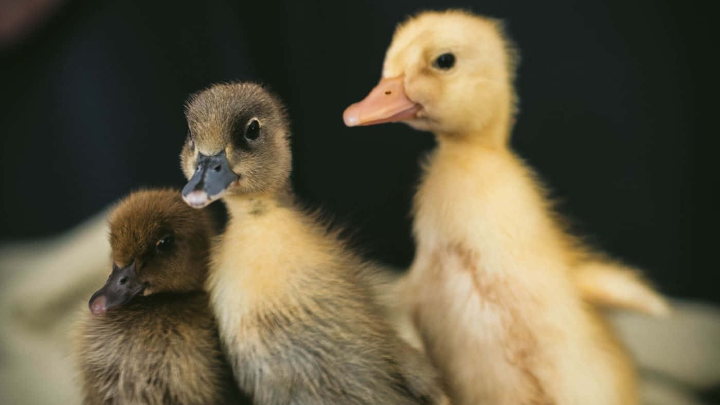 Baby Duck 桌布 壁紙 — 三隻毛茸茸的小鴨擠在一起，背景漆黑，一隻警覺地張望，其餘休息。