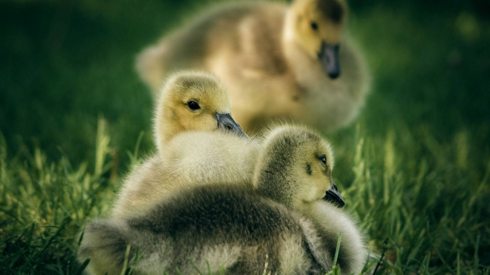 Baby Duck 桌布 壁紙 — 三隻毛茸茸的小鵝一起在鮮綠的草地上休息，光線柔和自然。