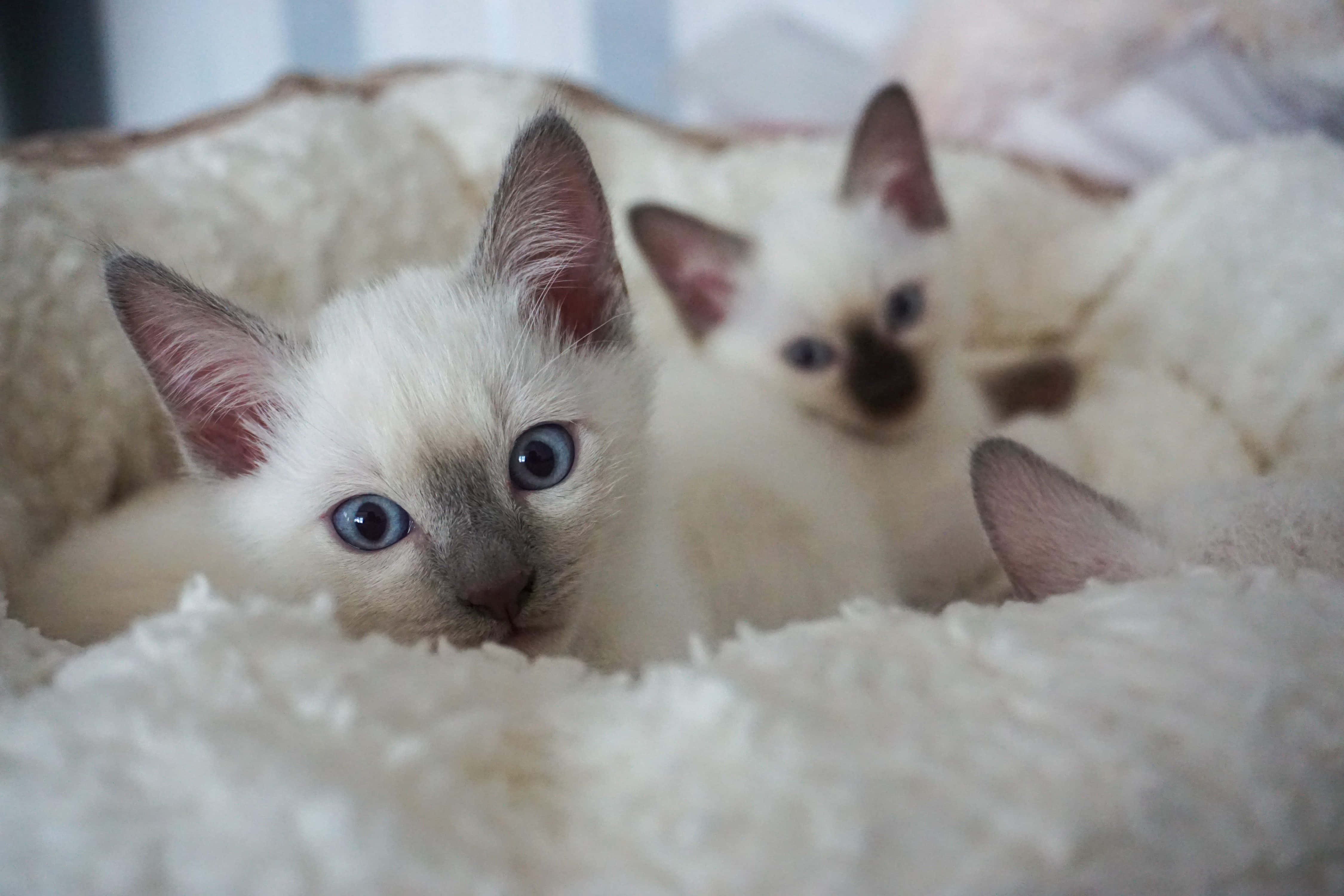 Thai Lilac Cat 桌布 壁紙 — 三隻毛茸茸的暹羅小貓，有著引人注目的藍色眼睛，從柔軟的白色毯子中好奇地探出頭來。