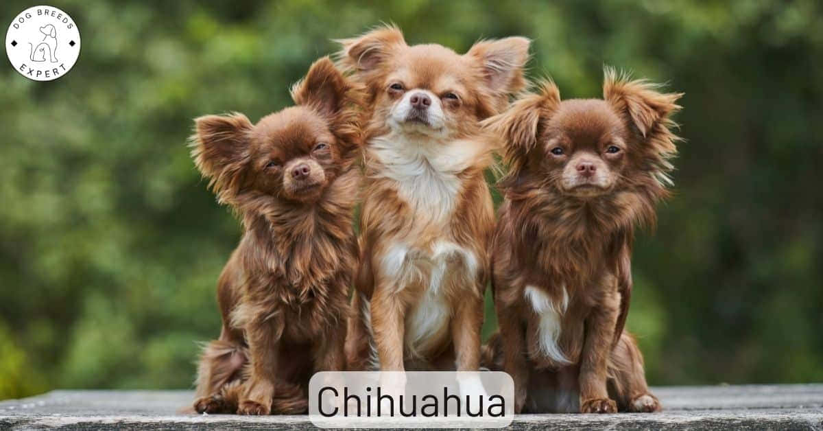 狗 桌布 壁紙 — 三隻毛茸茸的棕色吉娃娃並排坐在石台上，背景是柔和的綠色模糊效果。