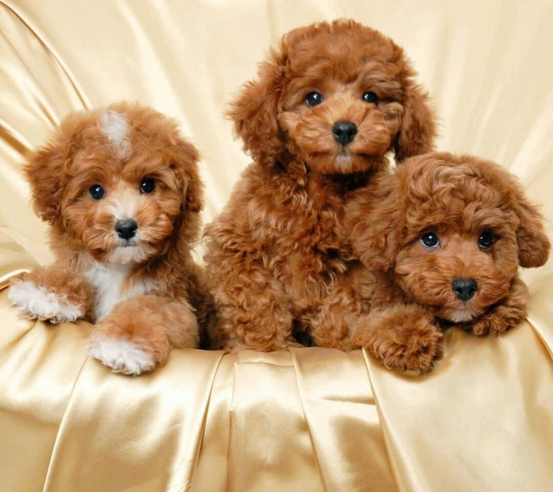 Goldendoodle 桌布 壁紙 — 三隻毛茸茸的棕色小狗，有著大大的黑色眼睛，可愛地坐在金色緞面上，直視鏡頭。