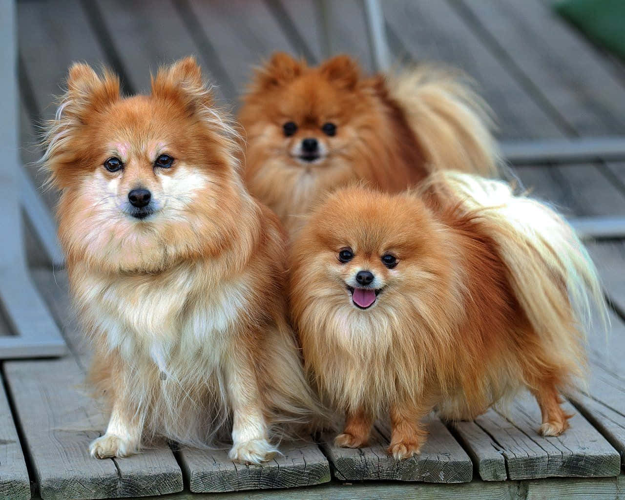 寵物動圖 桌布 壁紙 — 三隻毛茸茸的橙色博美犬，眼睛明亮，一起坐在風化的木板上，其中一隻開心地喘著氣。