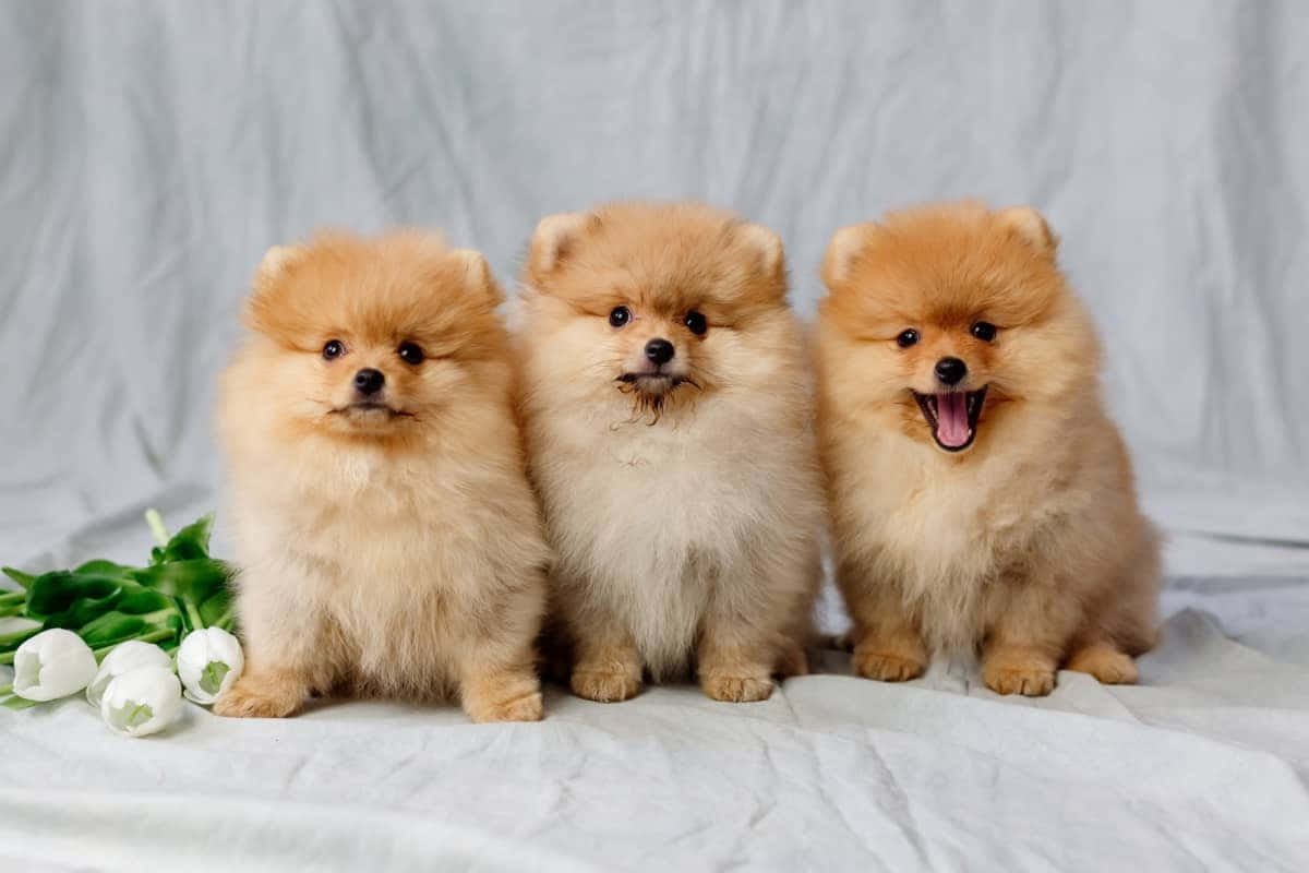 狗 桌布 壁紙 — 三隻毛茸茸的橙色博美犬幼崽一起坐在白色布料上，附近有白色鬱金香。