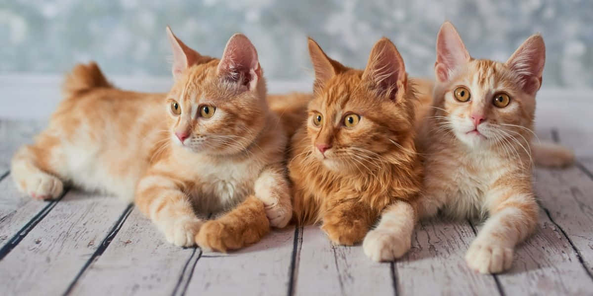 American Bobtail 桌布 壁紙 — 三隻毛茸茸的橙色虎斑貓寶寶並排躺在一個有柔和藍色背景的舊木地板上。