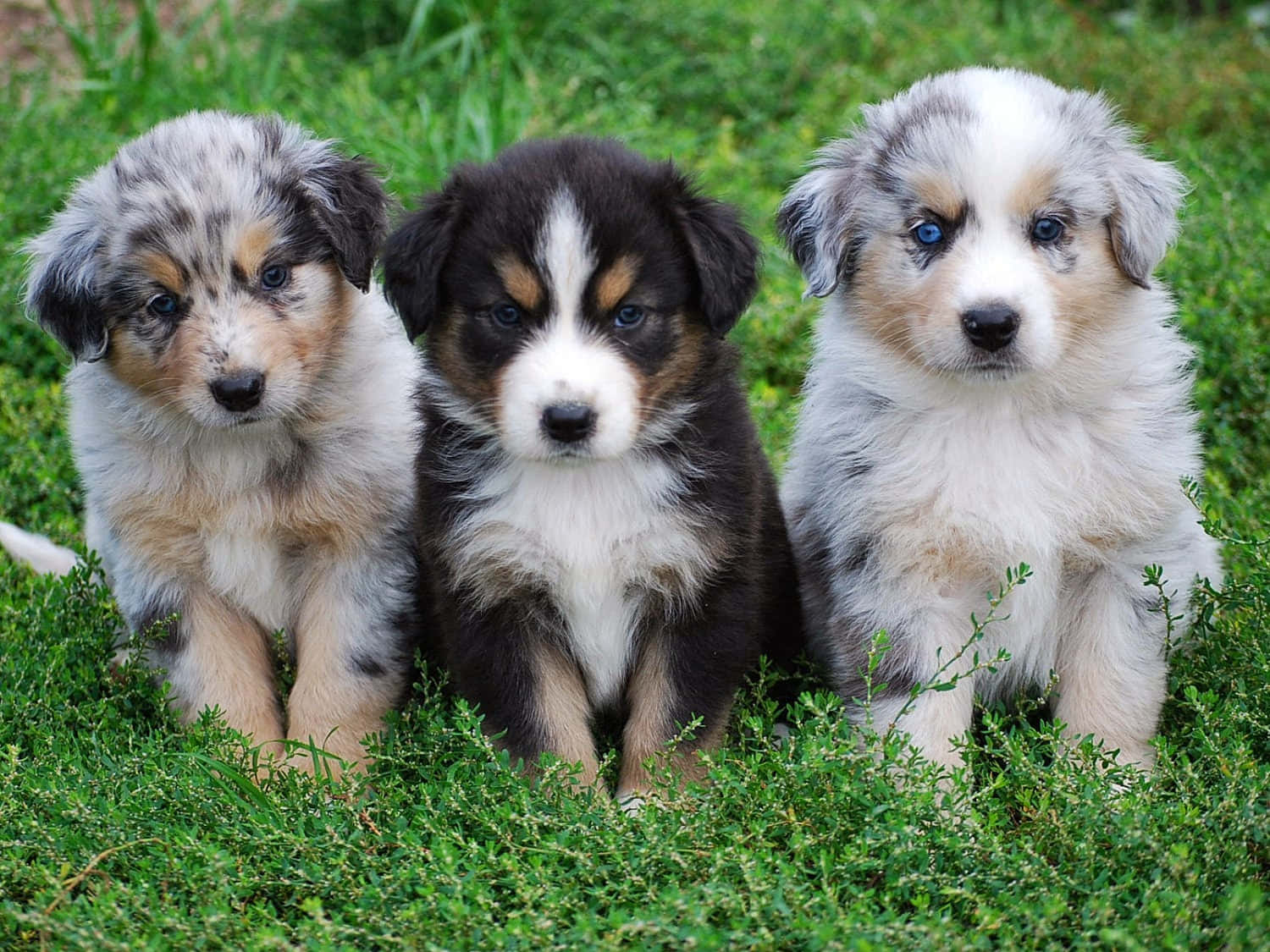 australian shepherd 桌布 壁紙 — 三隻毛茸茸的澳洲牧羊犬幼犬，擁有引人注目的藍色眼睛，警覺地坐在充滿活力的綠色草地上。