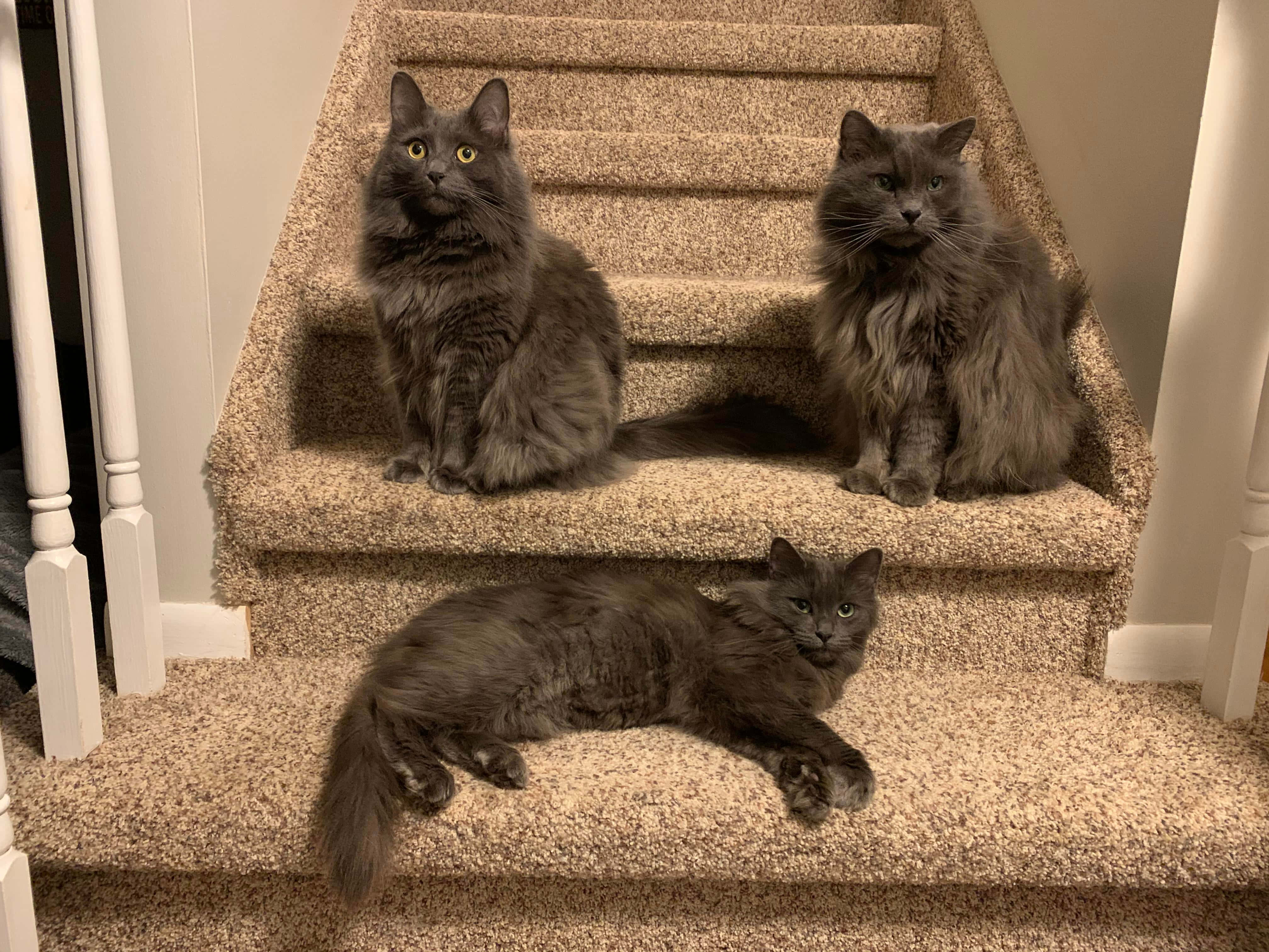 Nebelung 桌布 壁紙 — 三隻毛茸茸的灰色貓咪坐在鋪有地毯的樓梯上休息，樓梯有白色欄杆，在溫暖的室內燈光下。